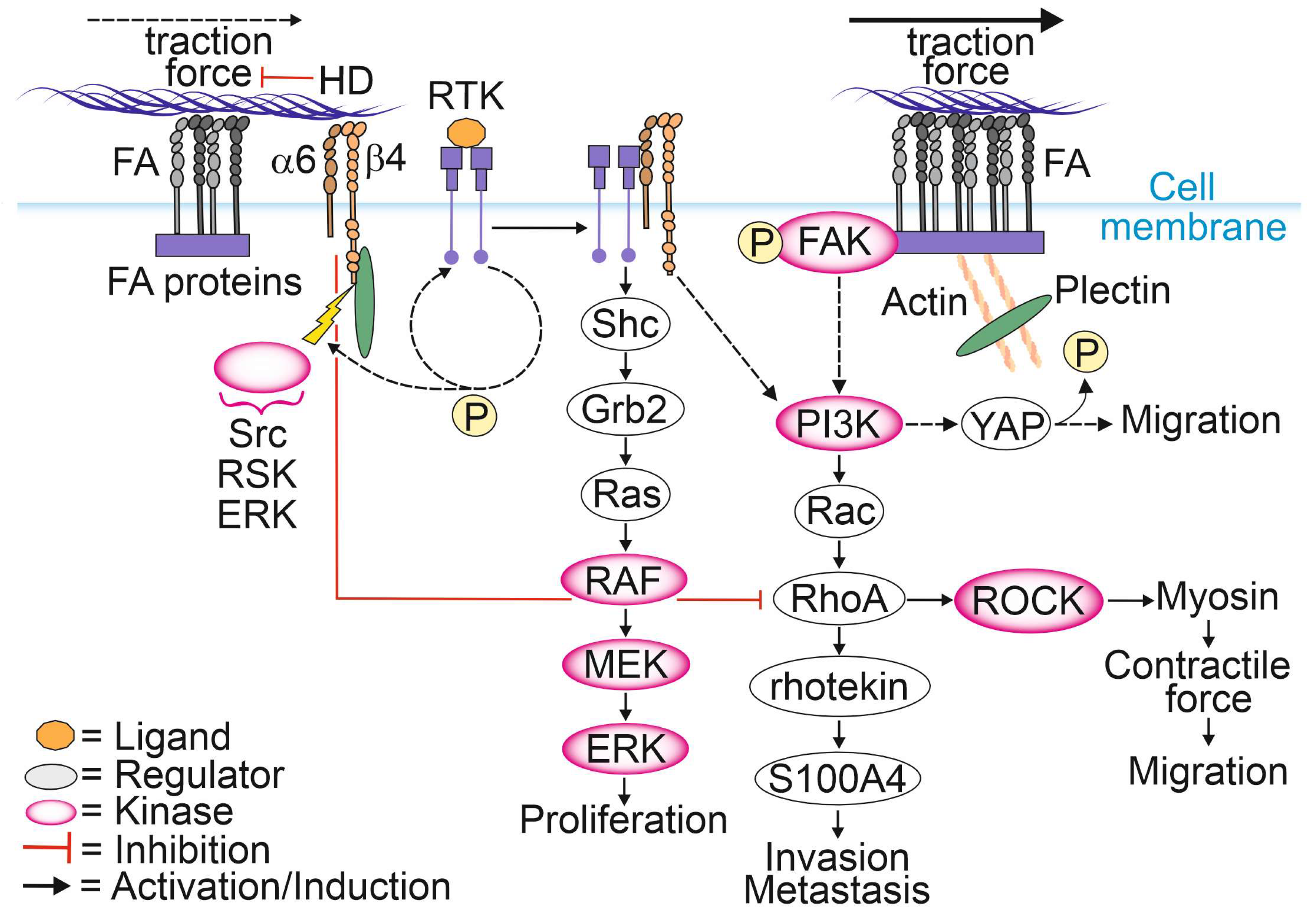 Cancers | Free Full-Text | Regulation of Kinase Signaling Pathways by  &alpha;6&beta;4-Integrins and Plectin in Prostate Cancer
