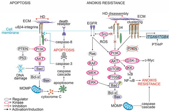 Cancers Free Full Text Regulation Of Kinase Signaling Pathways By