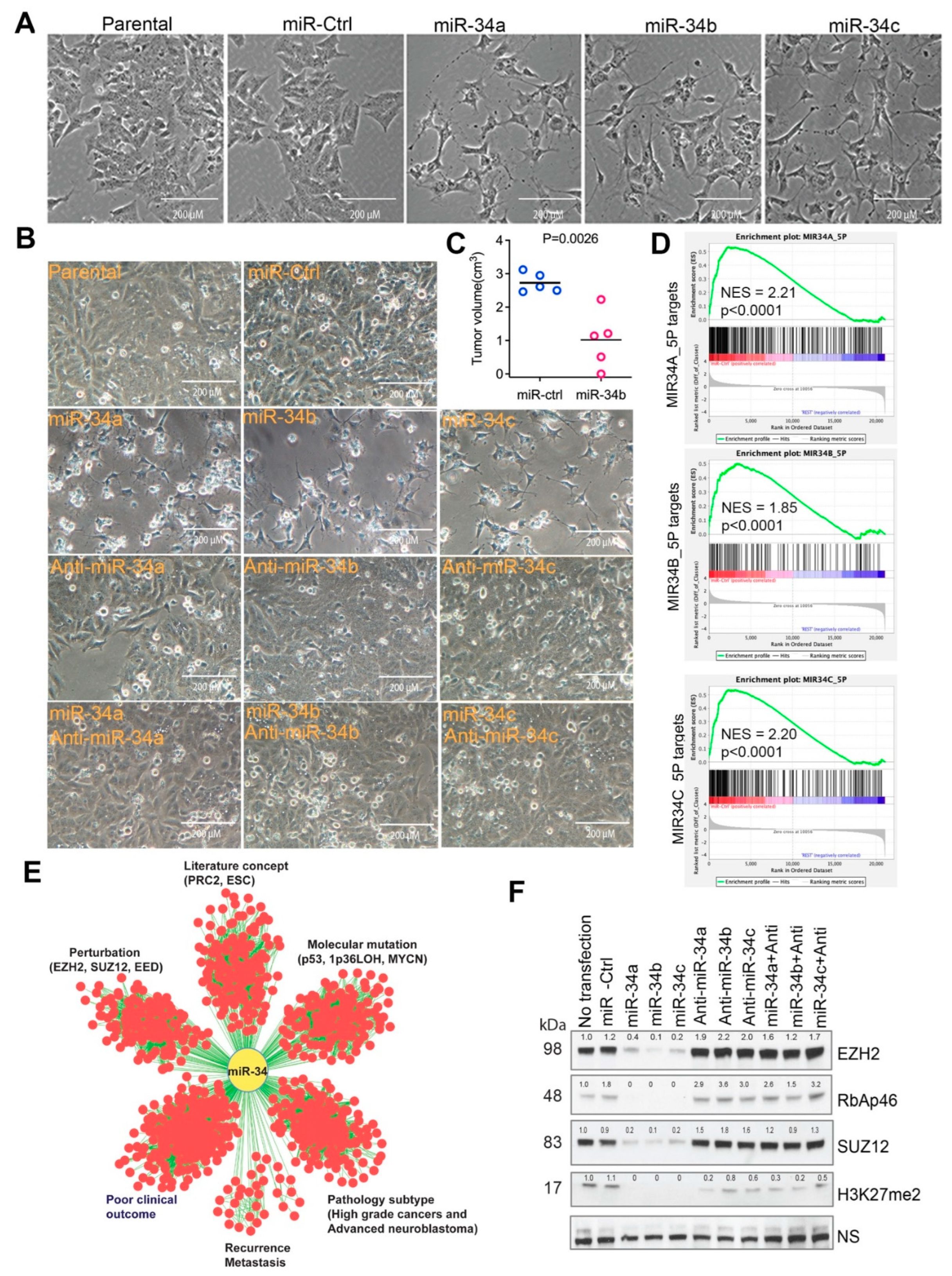 Cancers 15 00208 g001 Cancers 15 00208 g001