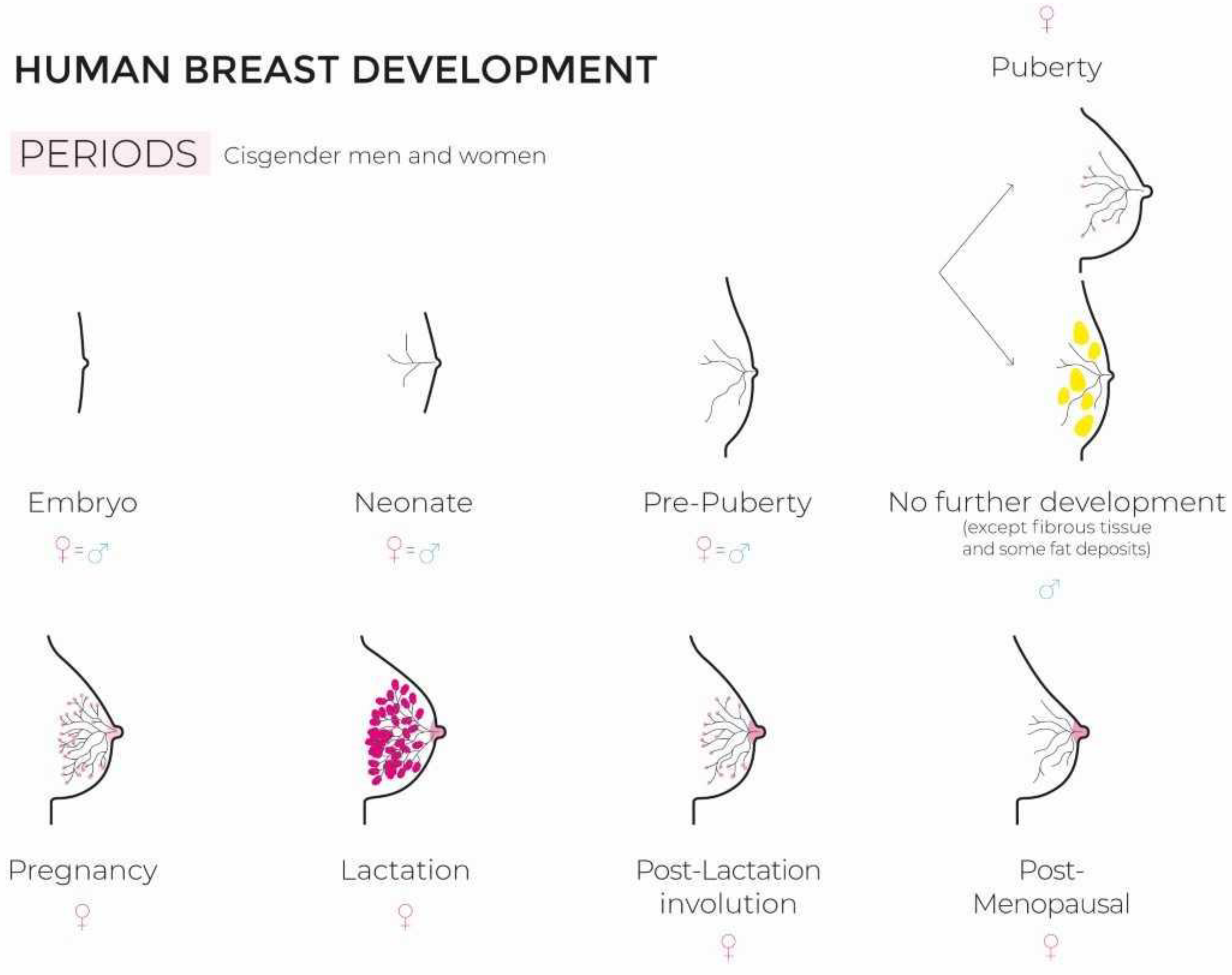 puberty breast buds pictures
