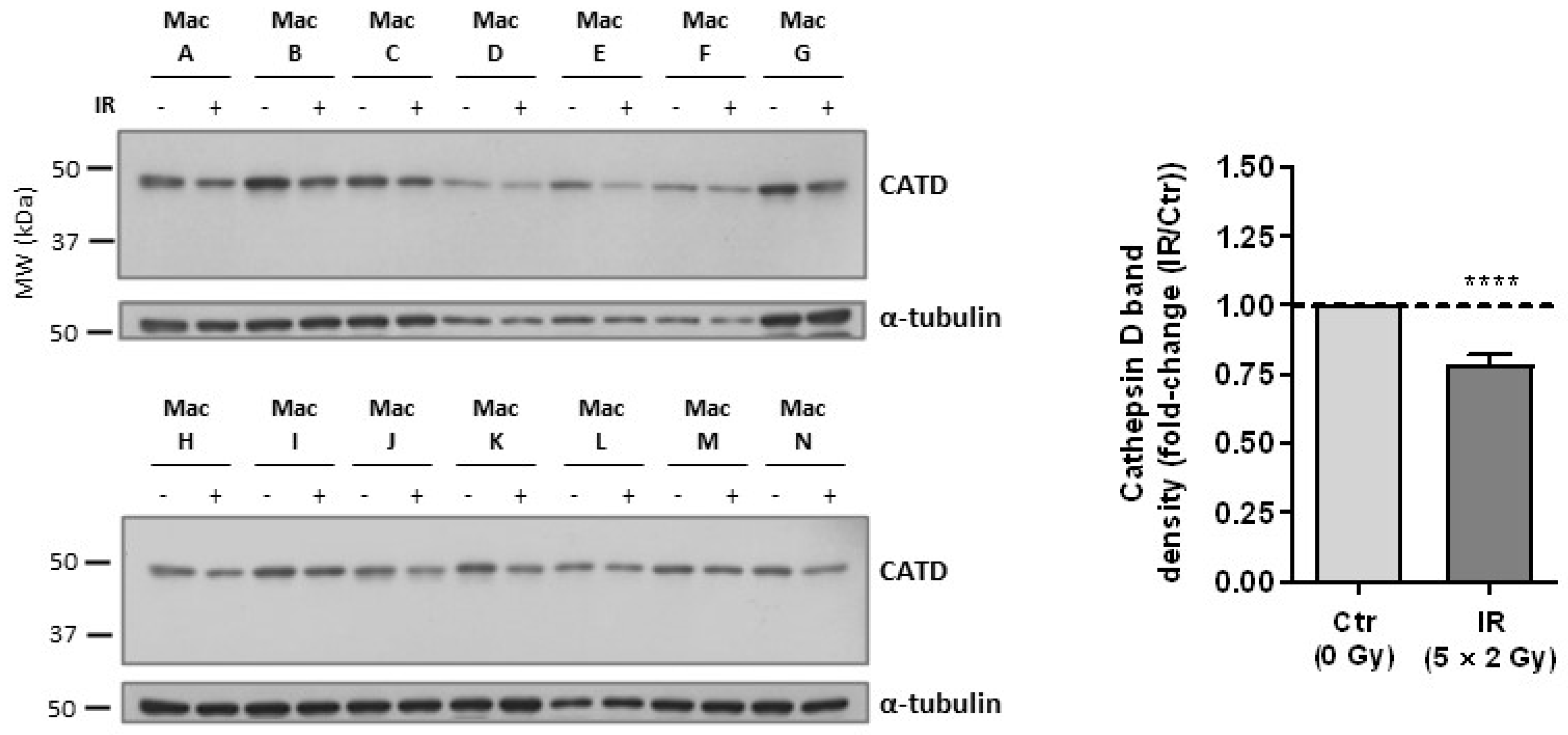Cancers 15 00270 g002 Cancers 15 00270 g002