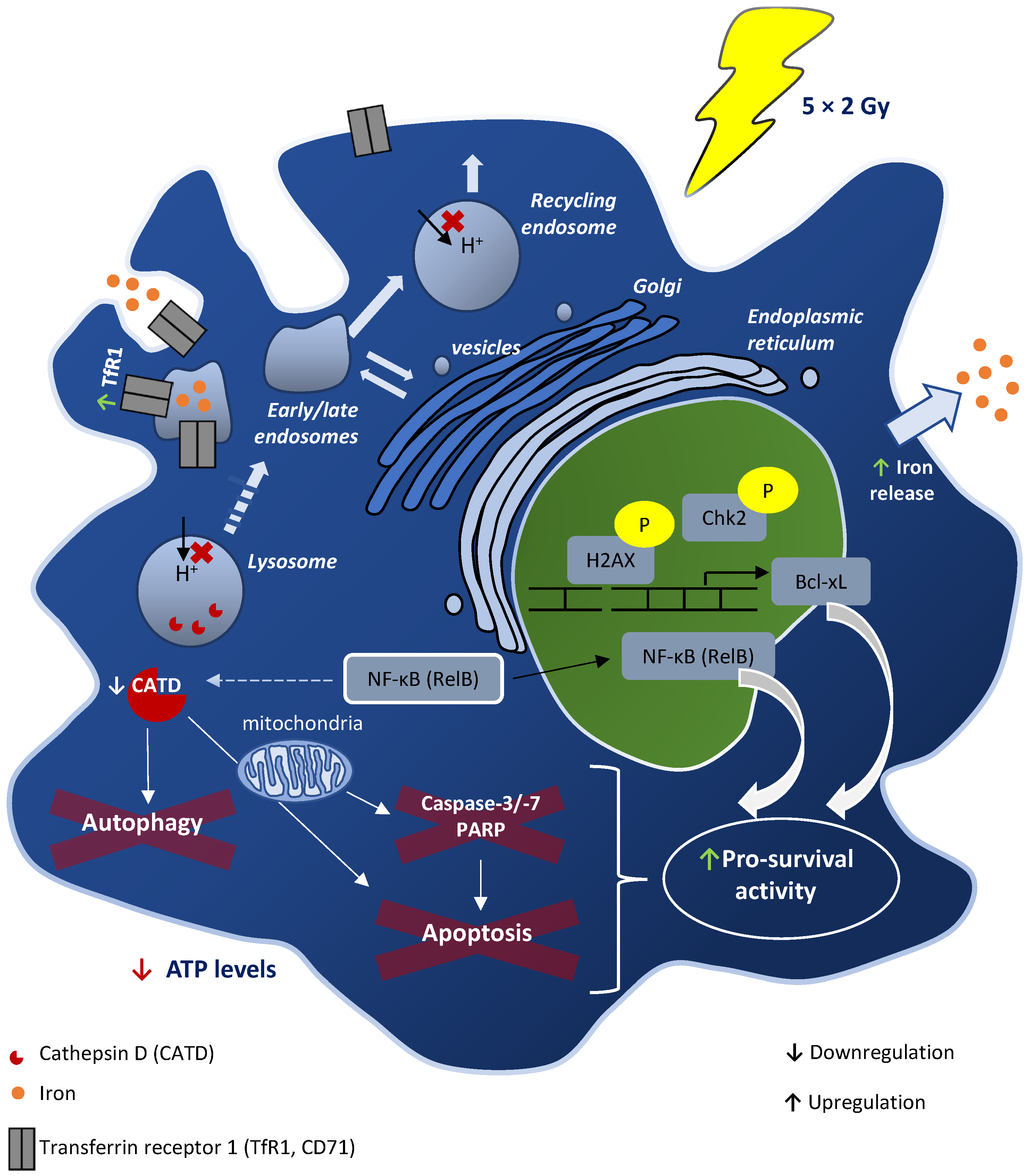 Cancers 15 00270 g006 Cancers 15 00270 g006