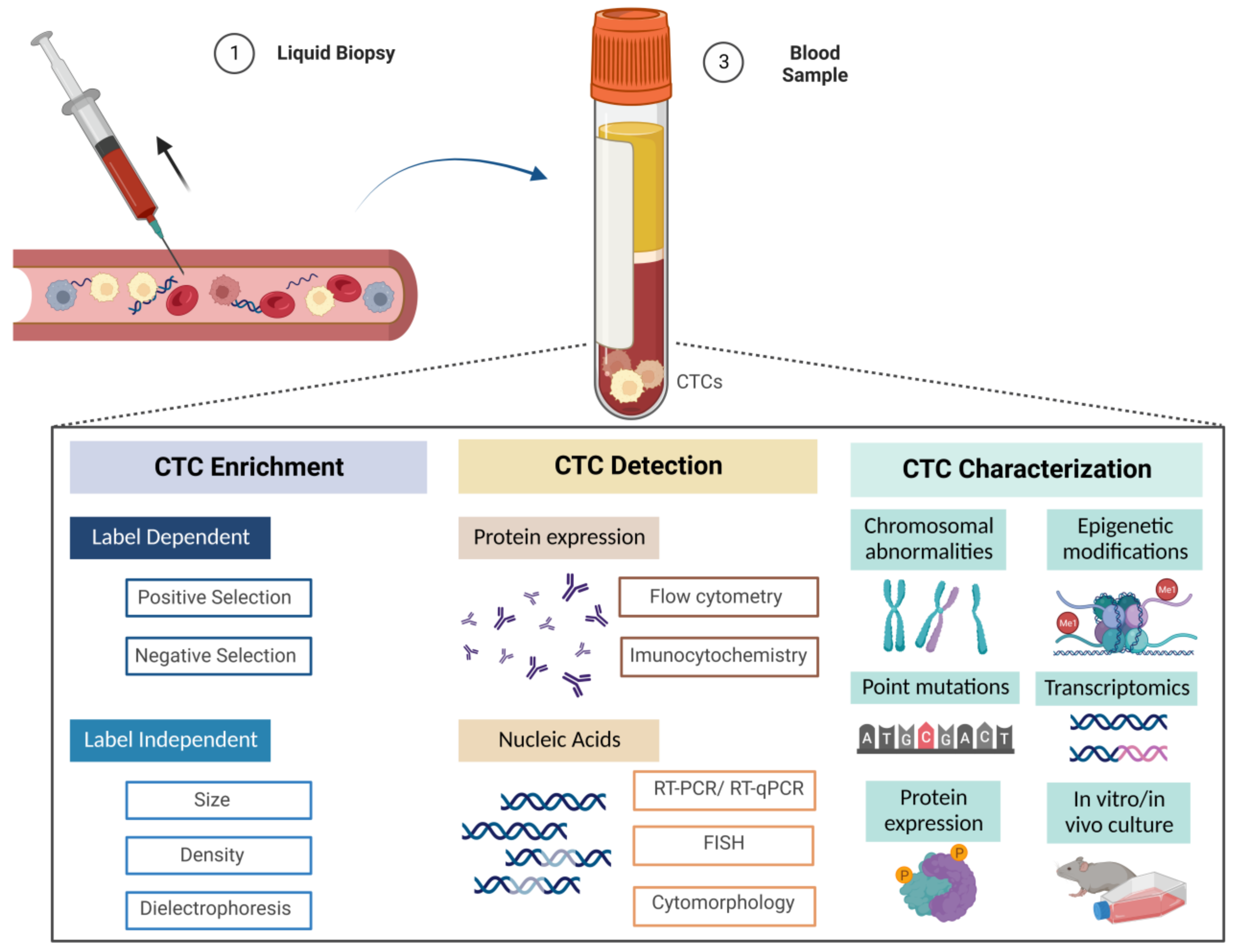 Dr. Jorge Carneiro - Quantifying cellular heterogeneity: How