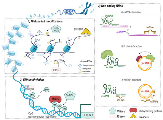 Cancers | Free Full-Text | Epigenetics of Thymic Epithelial Tumors