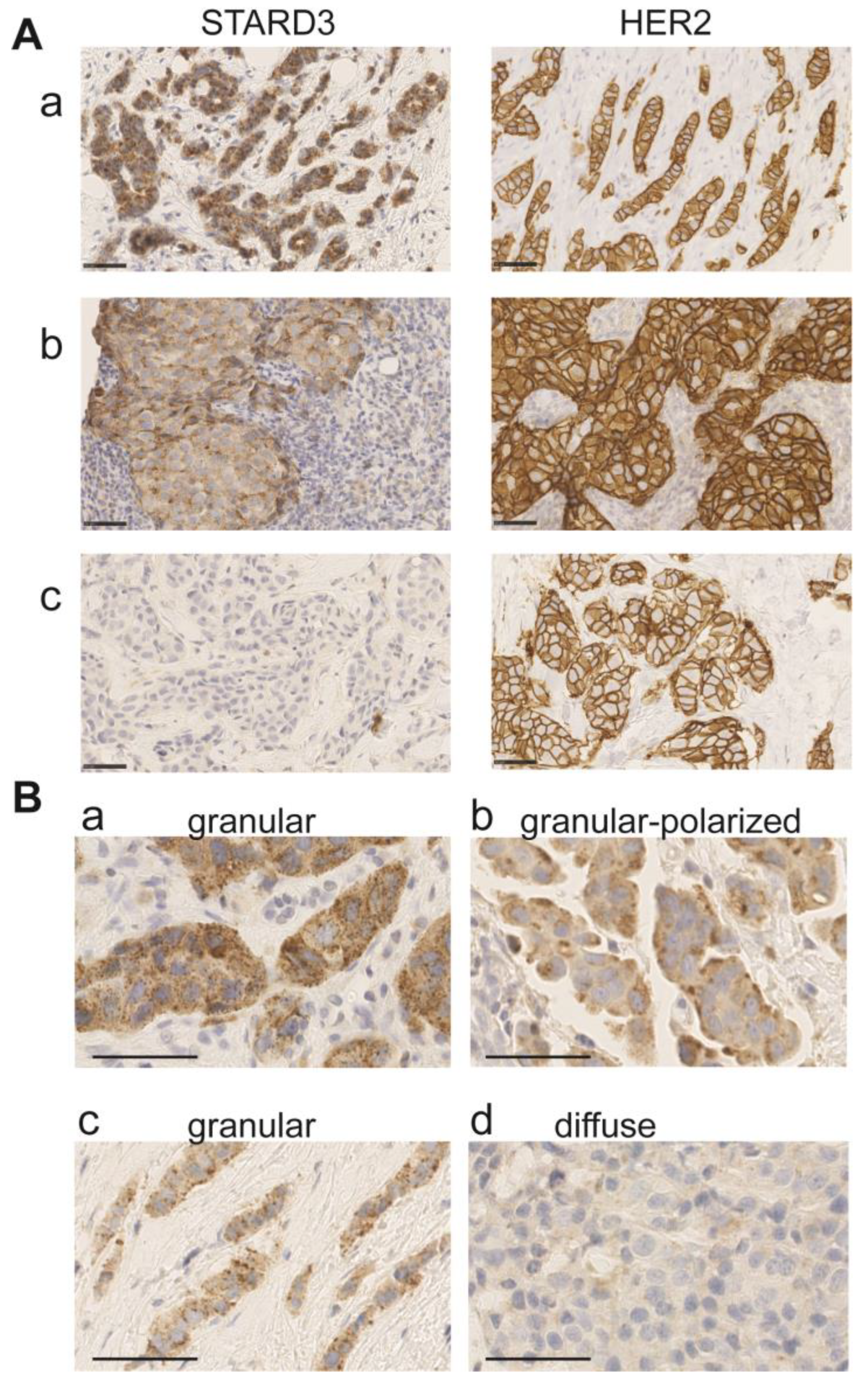 Cancers 15 00362 g004 Cancers 15 00362 g004