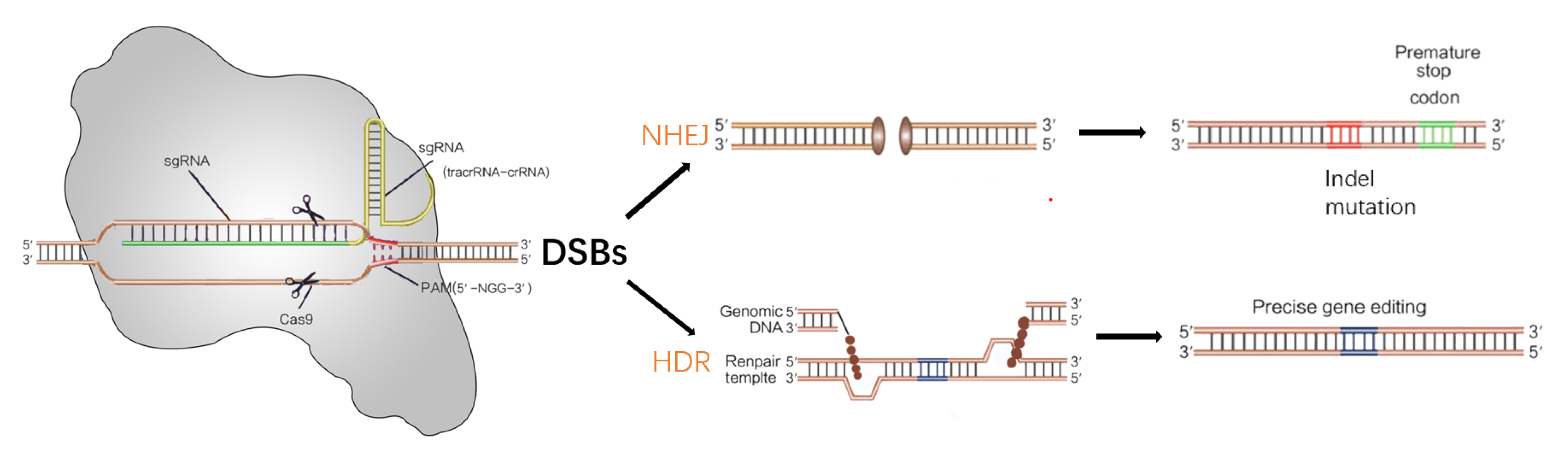 Cancers | Free Full-Text | Progresses, Challenges, and Prospects of  CRISPR/Cas9 Gene-Editing in Glioma Studies