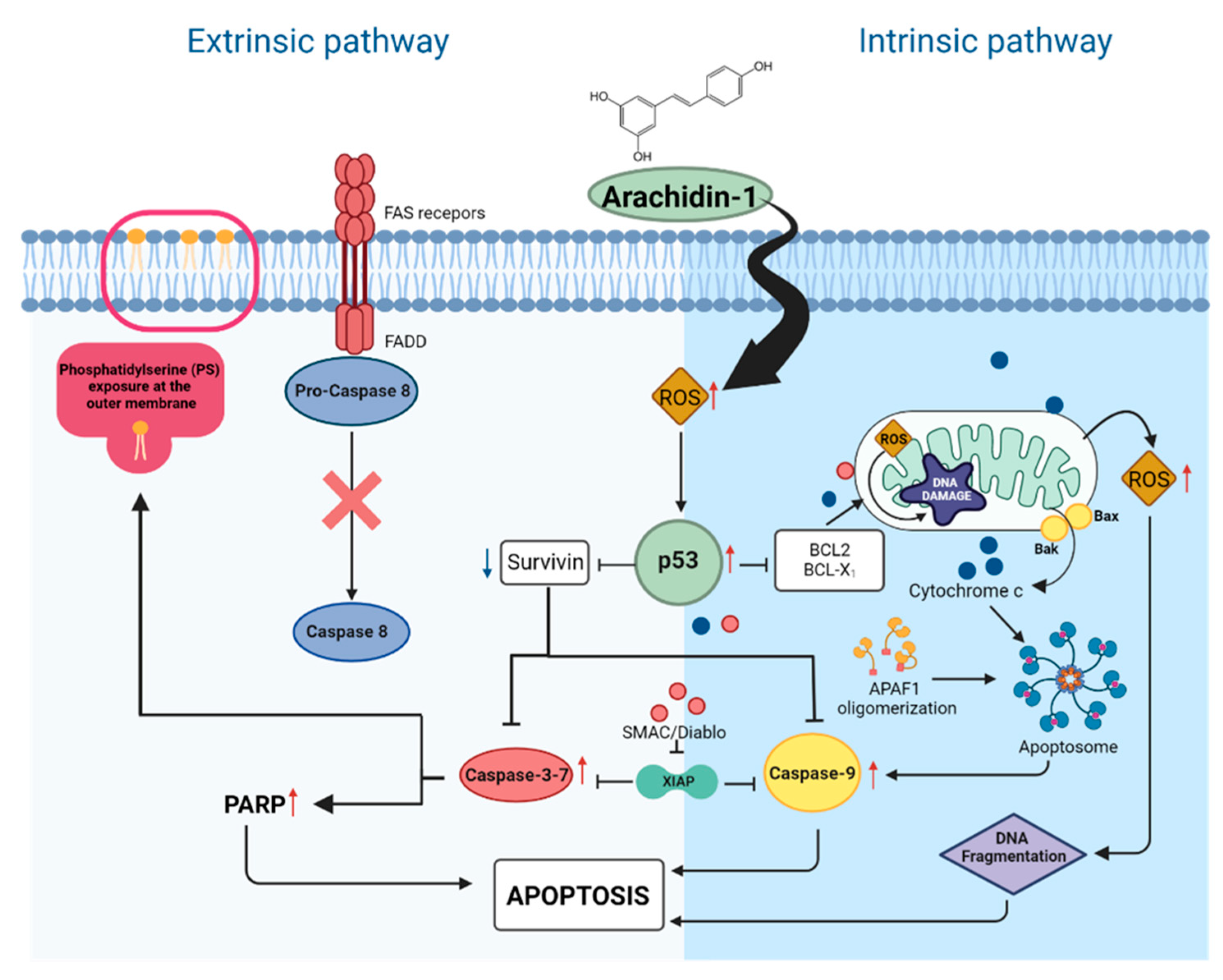 Cancers 15 00399 g013 Cancers 15 00399 g013