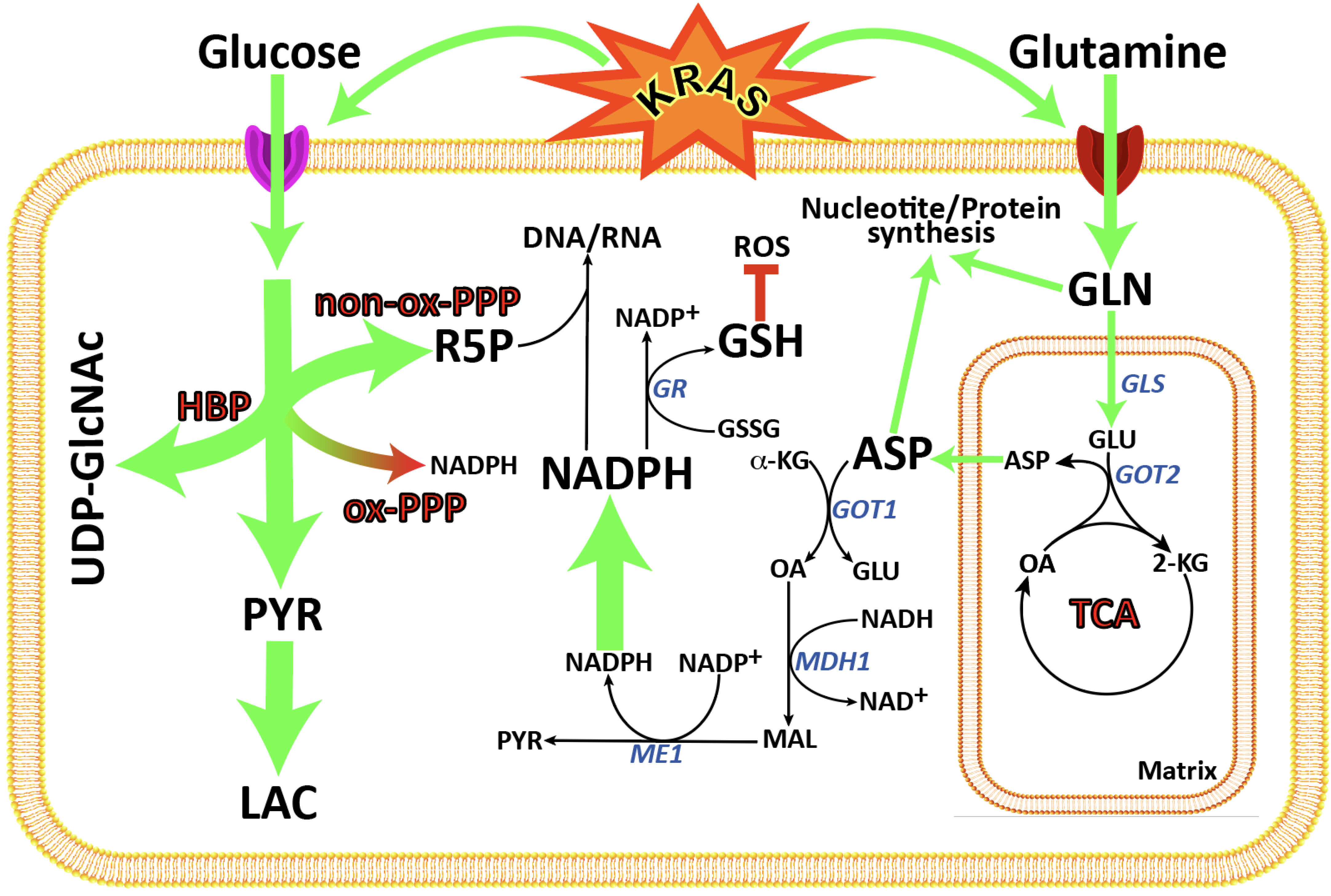 Cancers | Free Full-Text | Role of Mitochondrial Transporters on ...