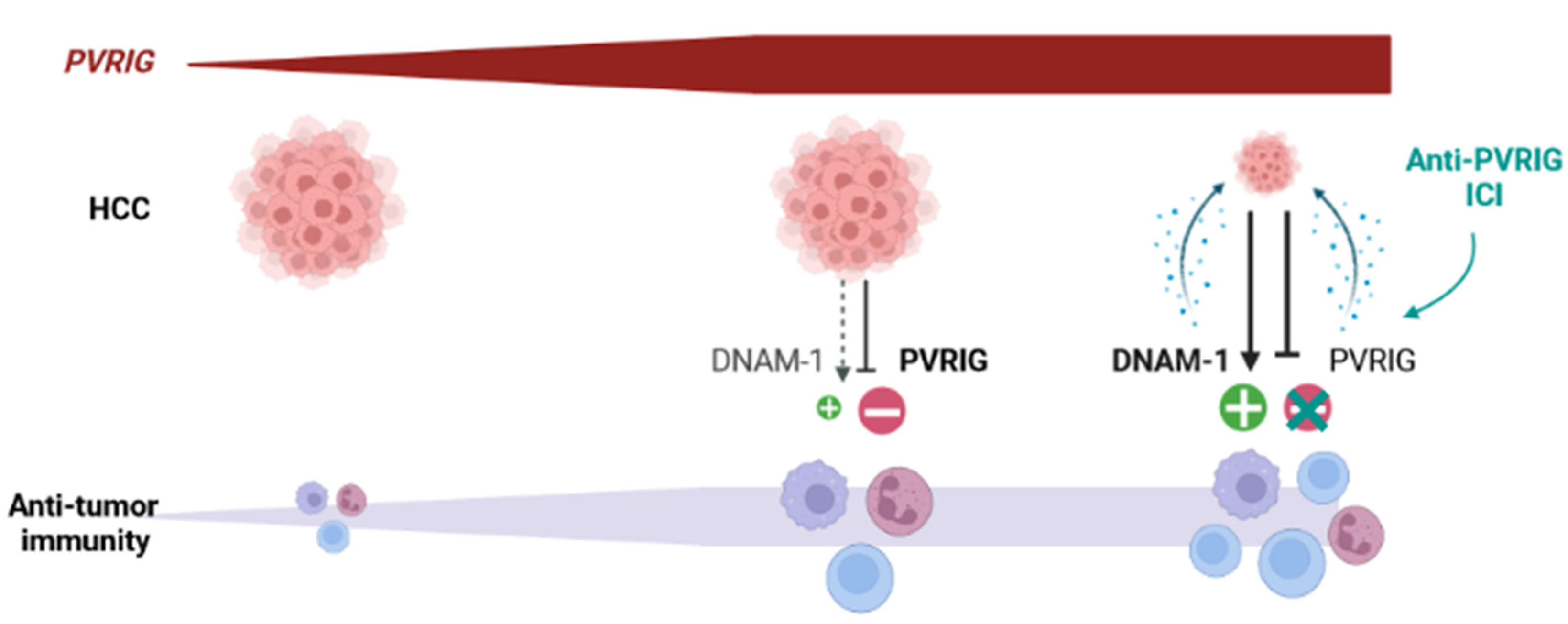 Cancers 15 00447 g007 Cancers 15 00447 g007