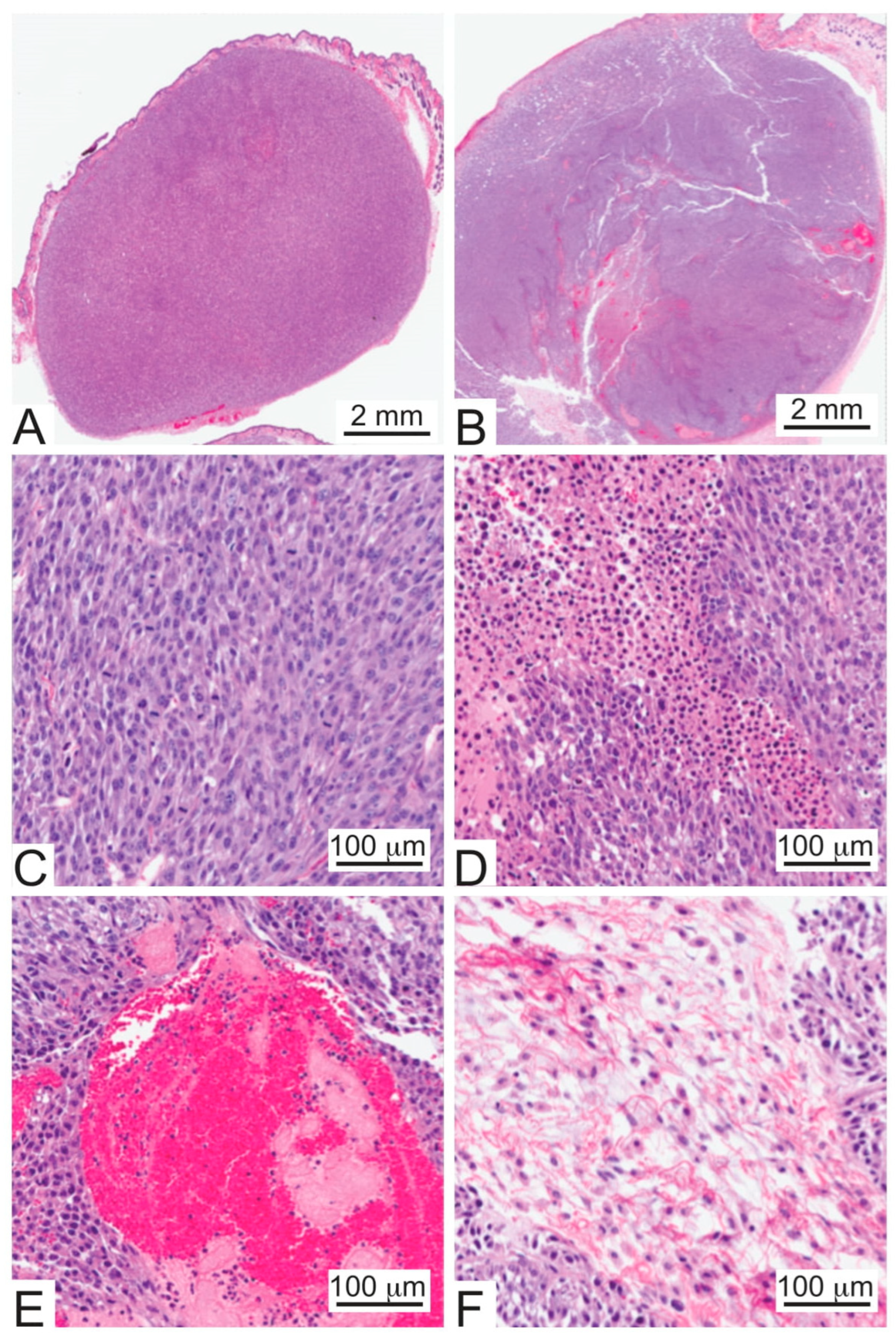 Cancers 15 00460 g003