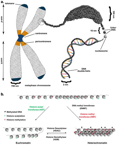 Cancers | Free Full-Text | Chromatin and Cancer: Implications of ...