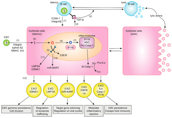 Cancers | Free Full-Text | Role of Exosomes and Their Potential as 