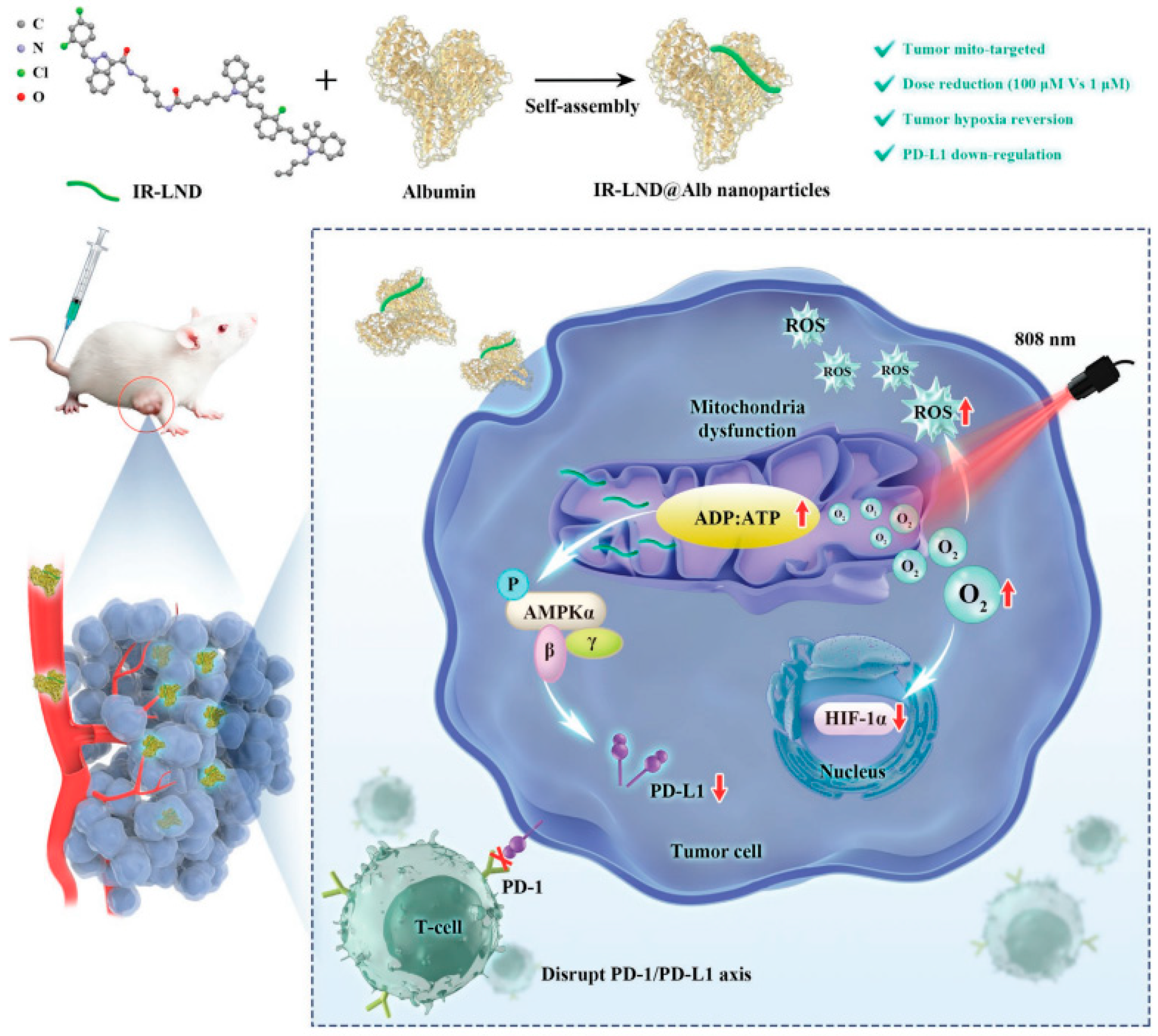Cancers 15 00585 g005