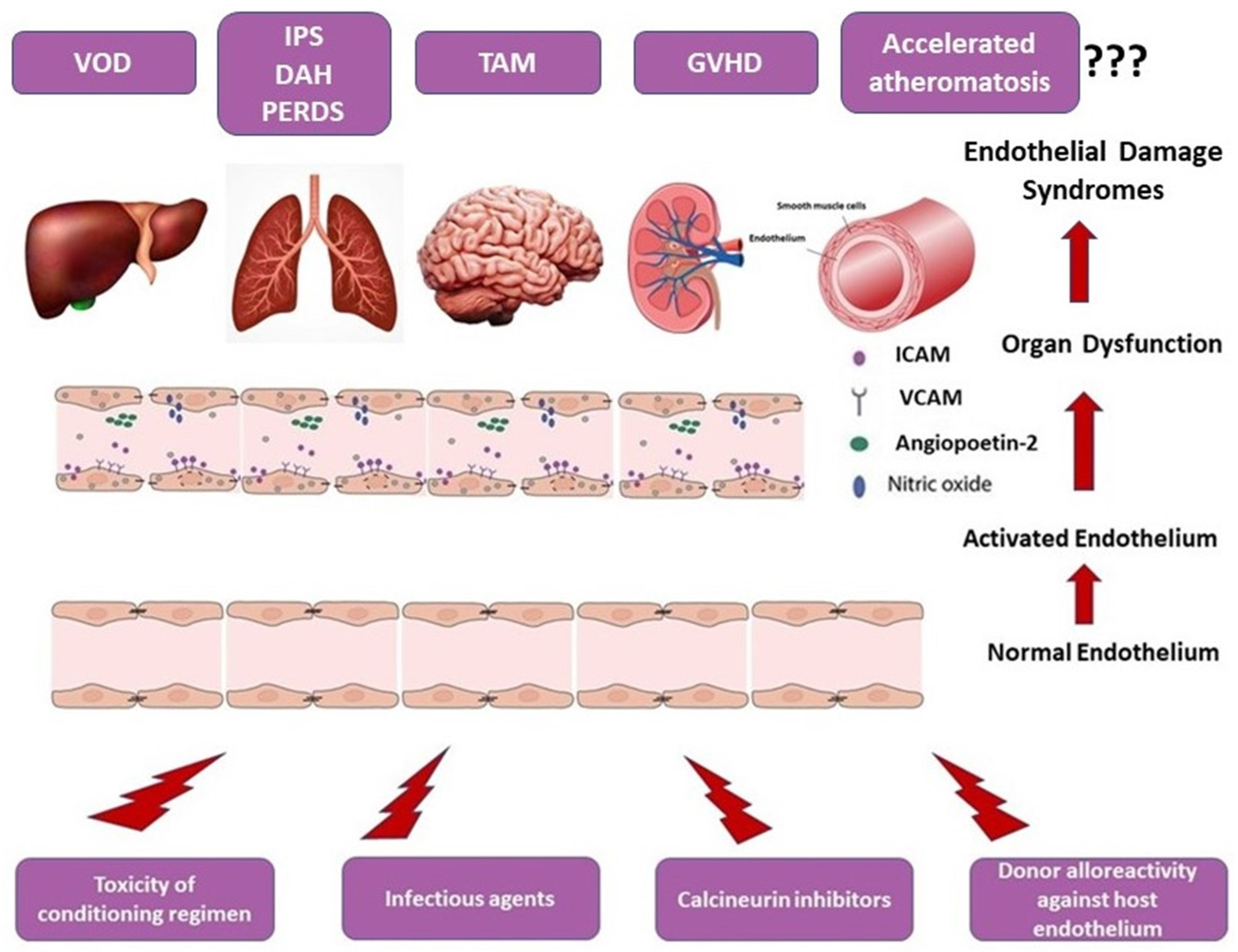 Cancers 15 00680 g002