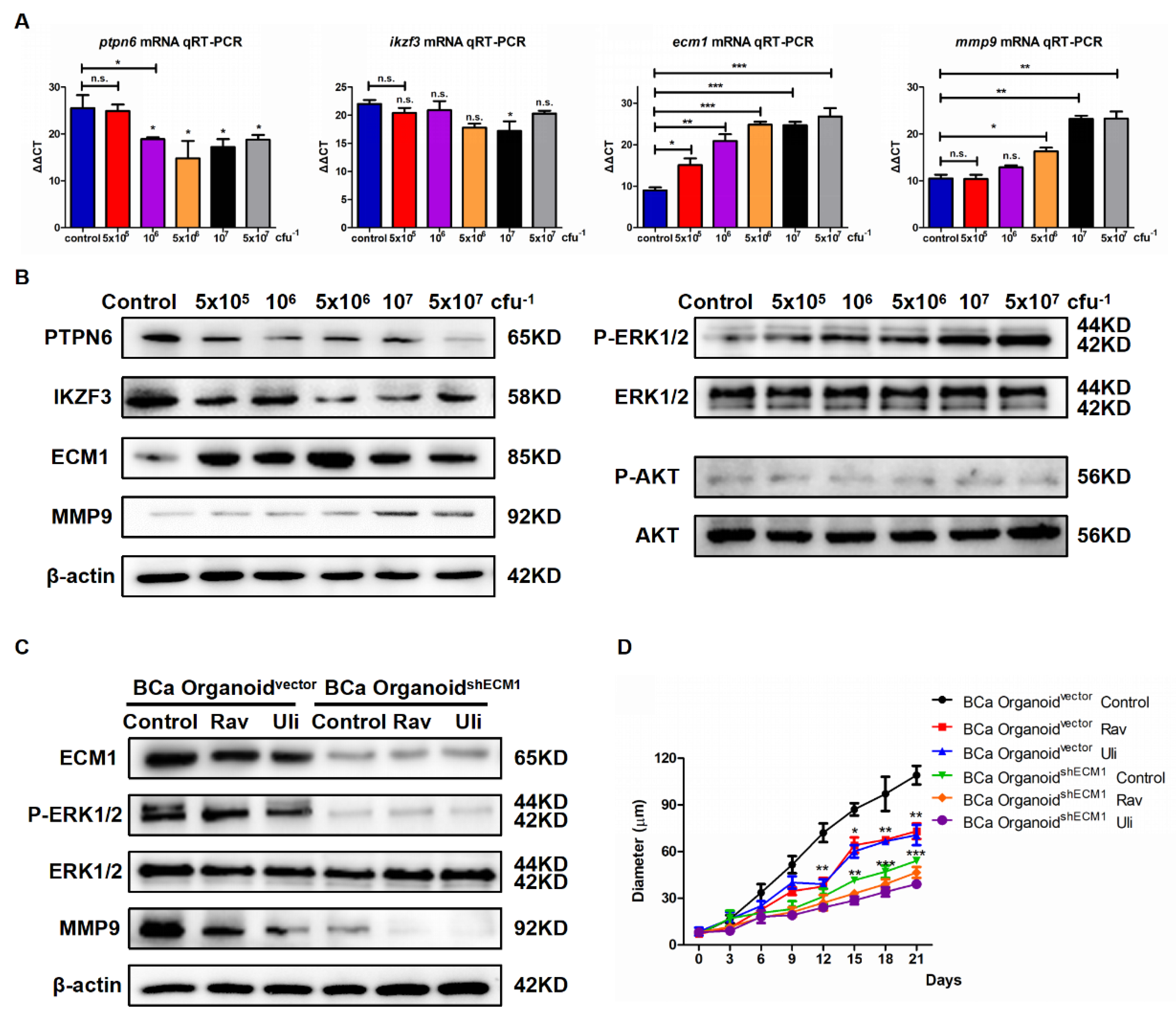 Cancers 15 00809 g003 Cancers 15 00809 g003