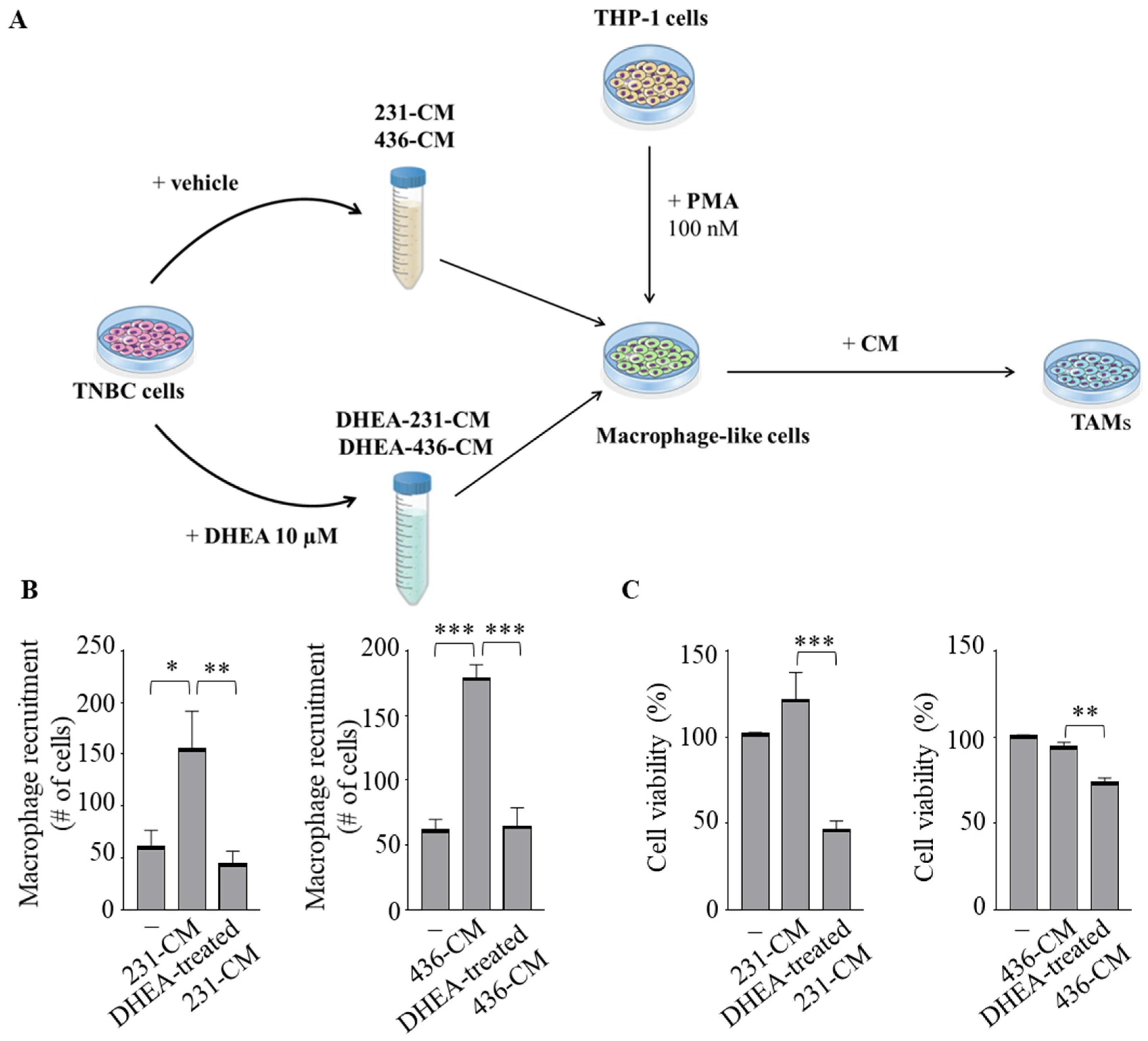 Cancers 15 00819 g003a Cancers 15 00819 g003a