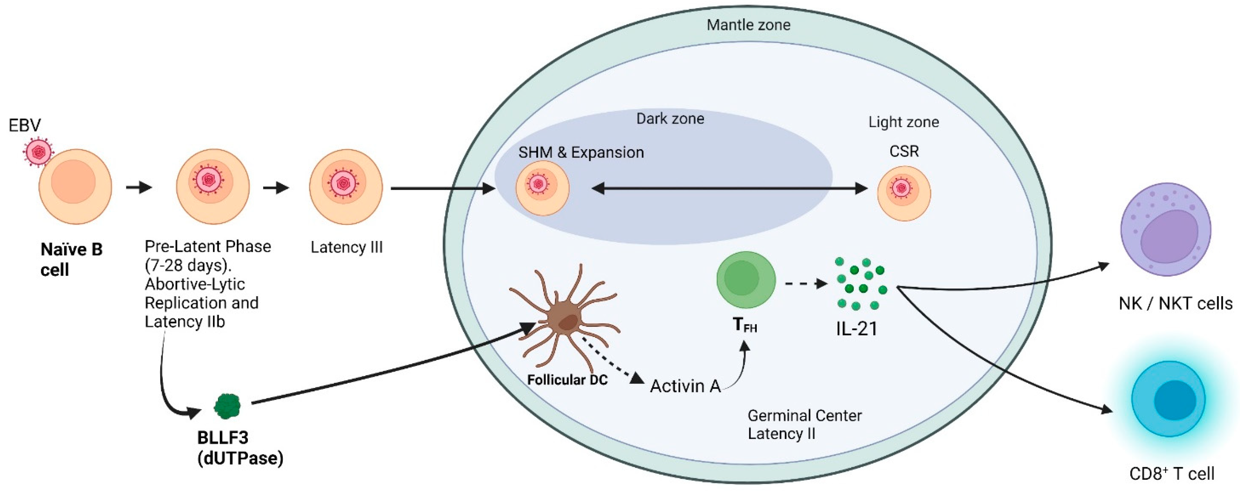 Cancers 15 00855 g003