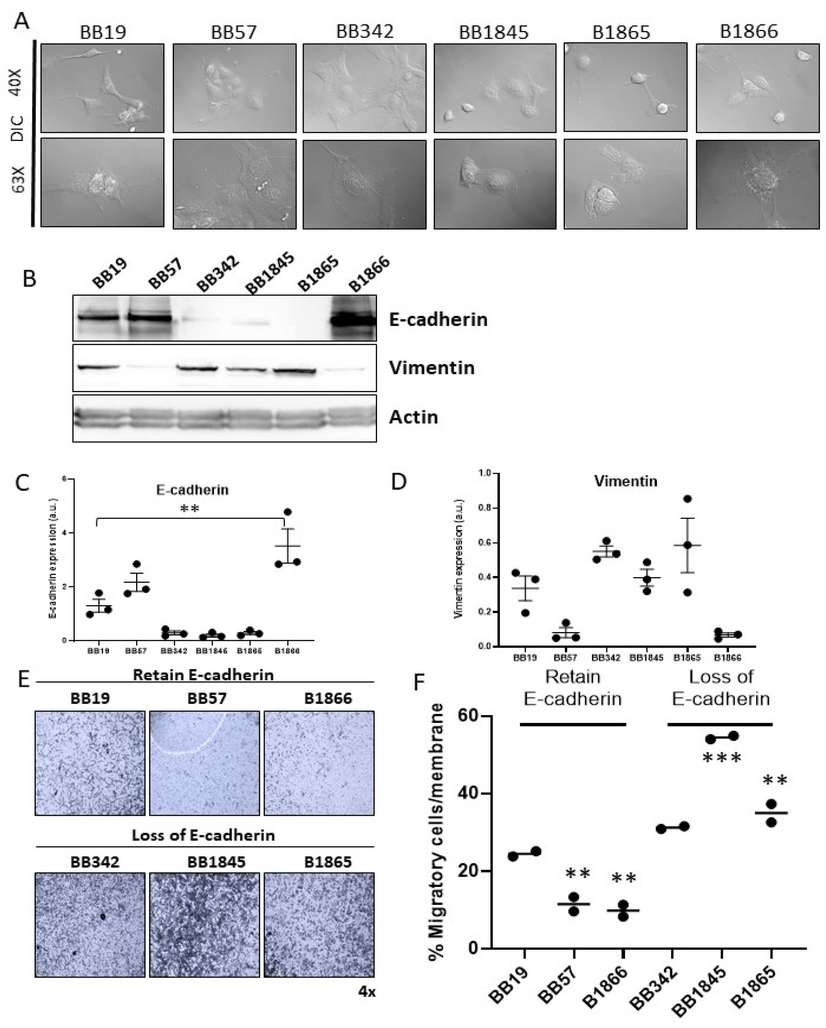 Cancers 15 00879 g003 Cancers 15 00879 g003