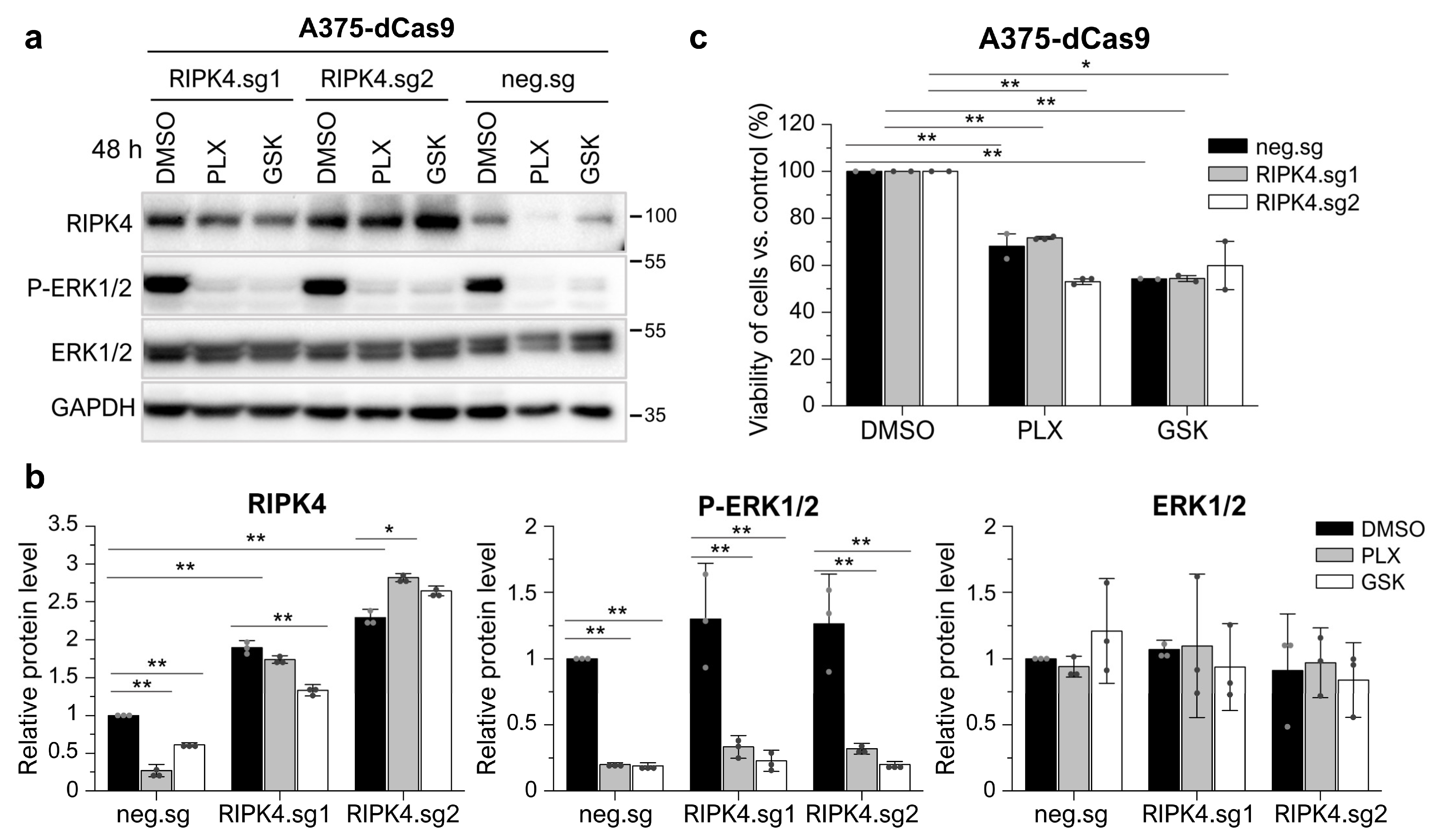 Cancers | Free Full-Text | Vemurafenib And Dabrafenib Downregulates ...