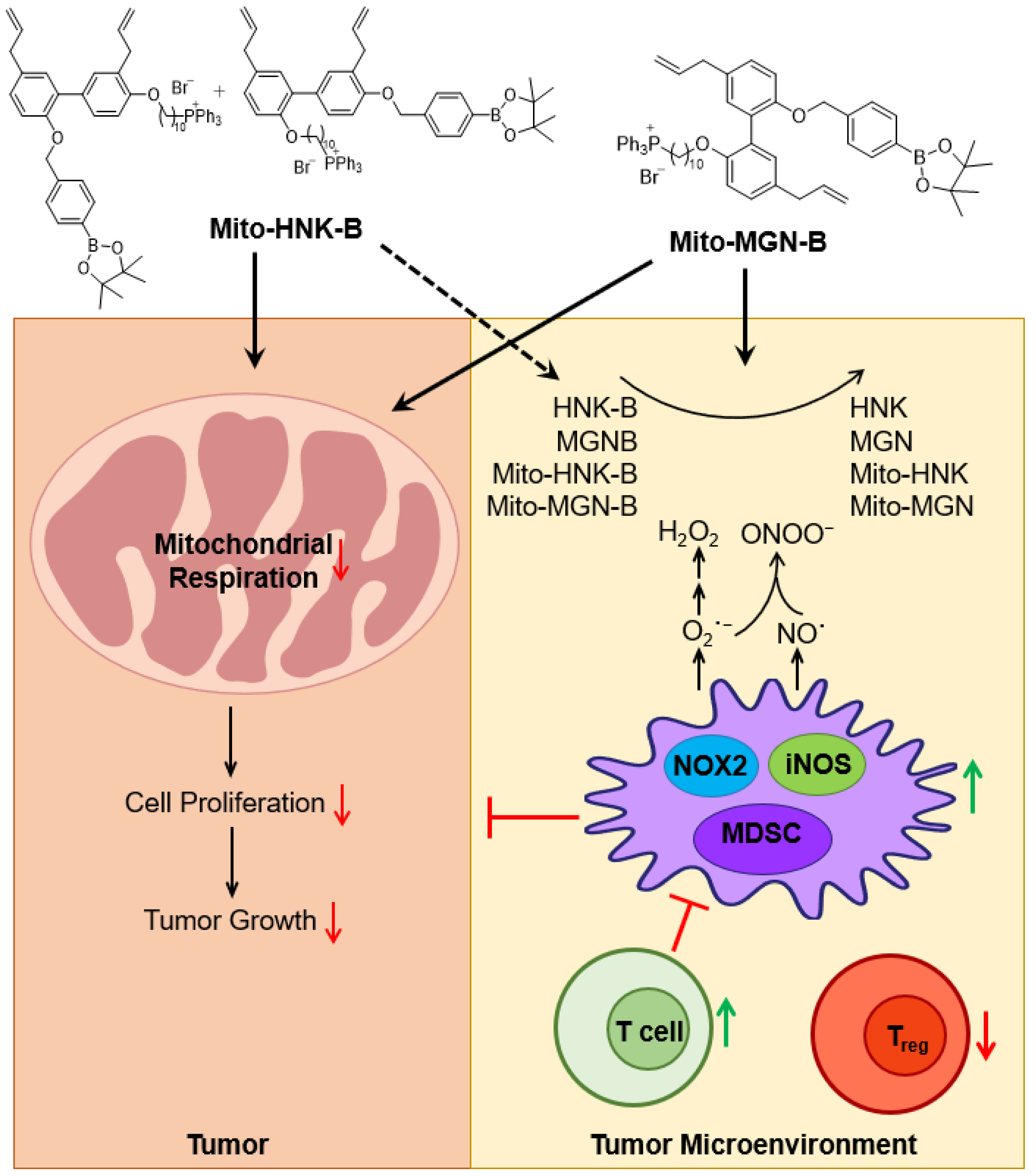 Cancers 15 01089 g009 Cancers 15 01089 g009