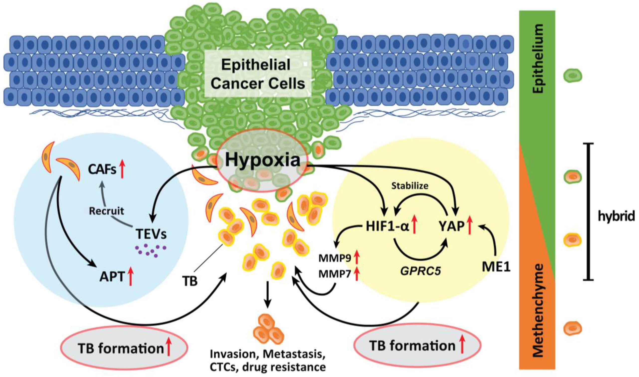 Cancers 15 01111 g002 Cancers 15 01111 g002