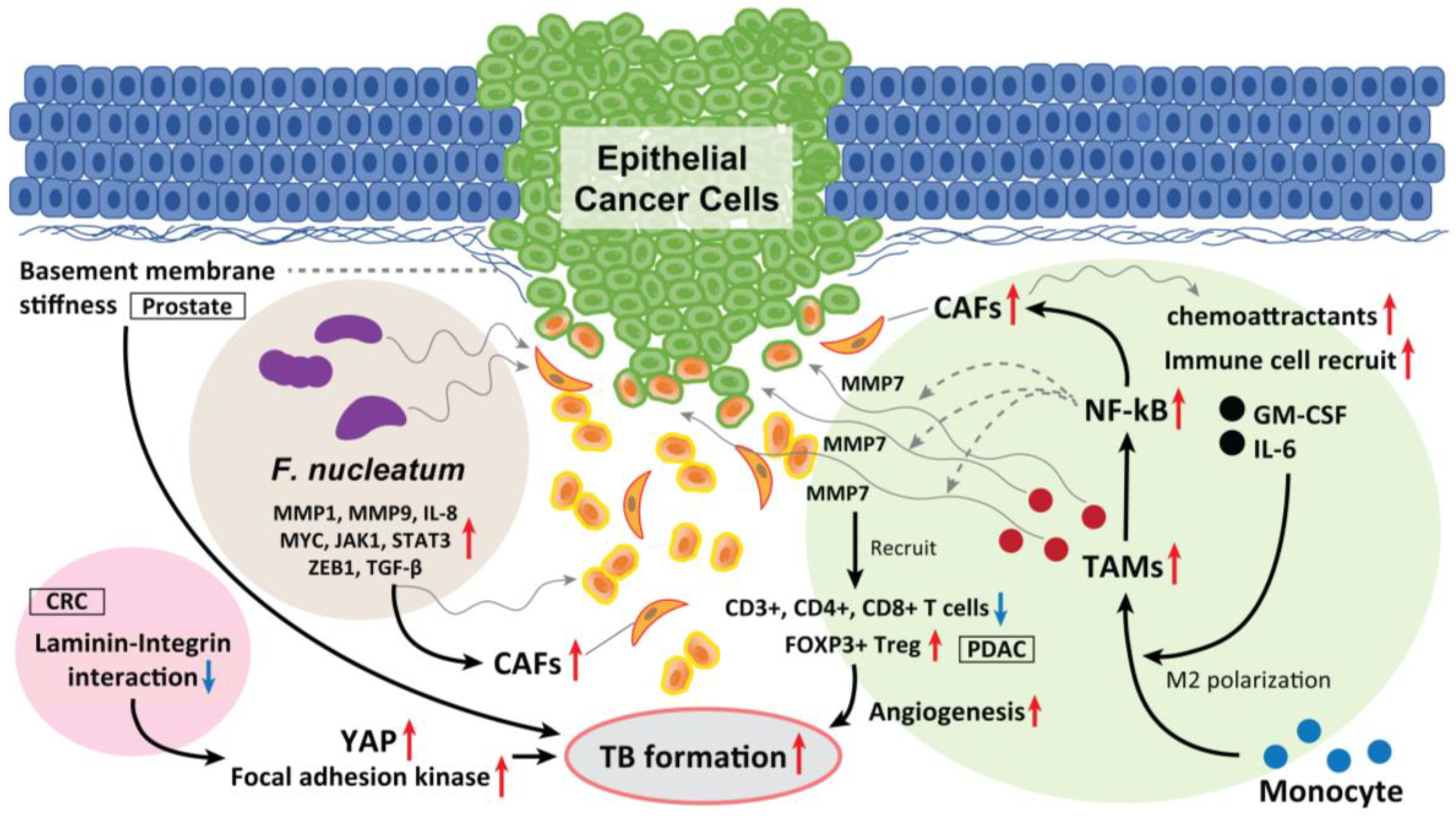 Cancers 15 01111 g004 Cancers 15 01111 g004