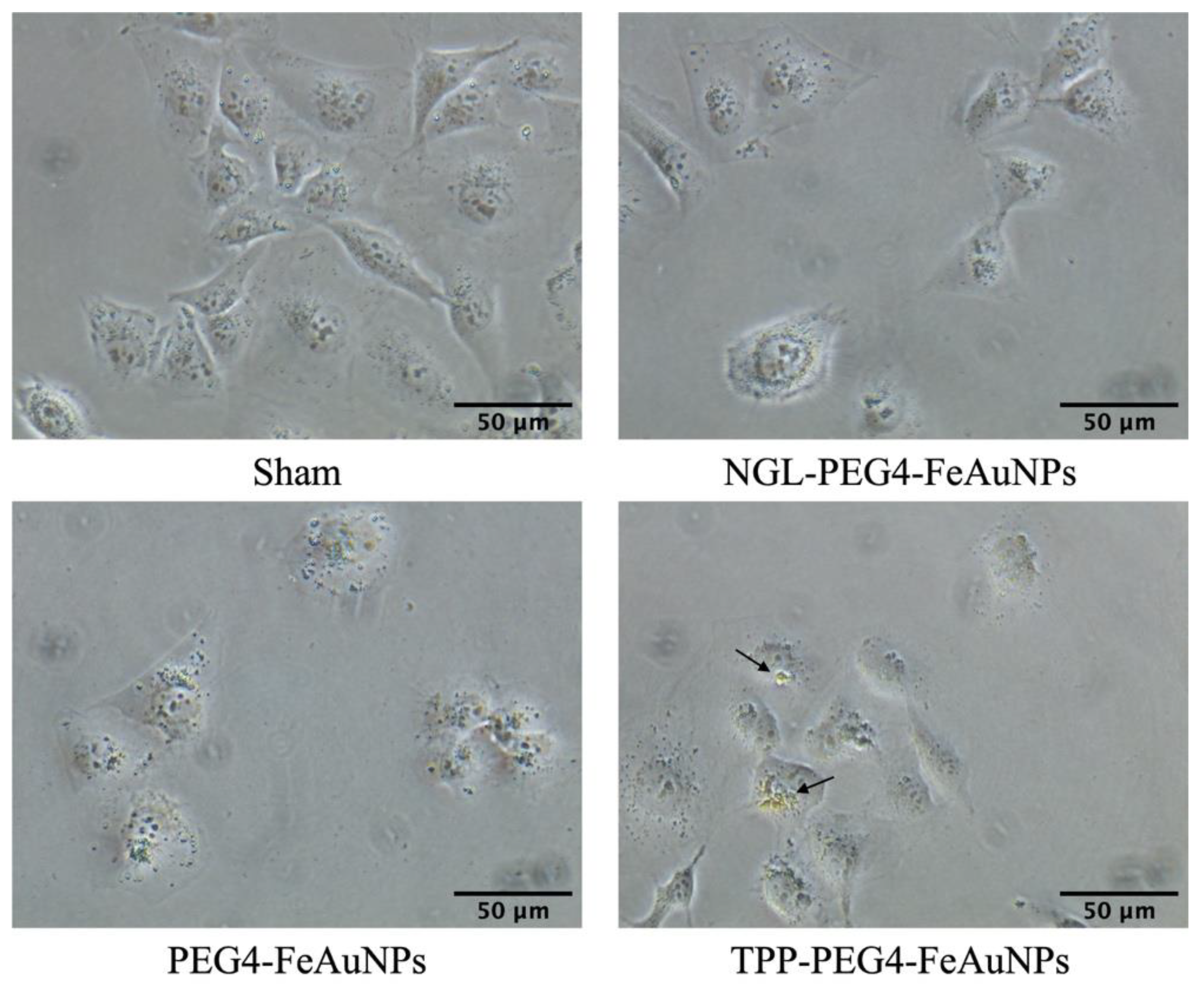 Cancers 15 01167 g002