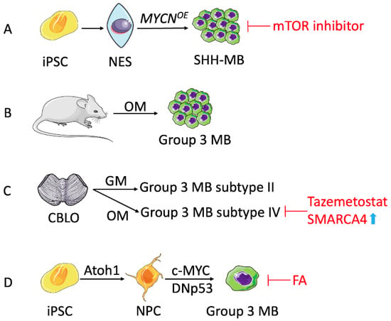 Single neuroepithelial stem cell (NESC) can self-organize into