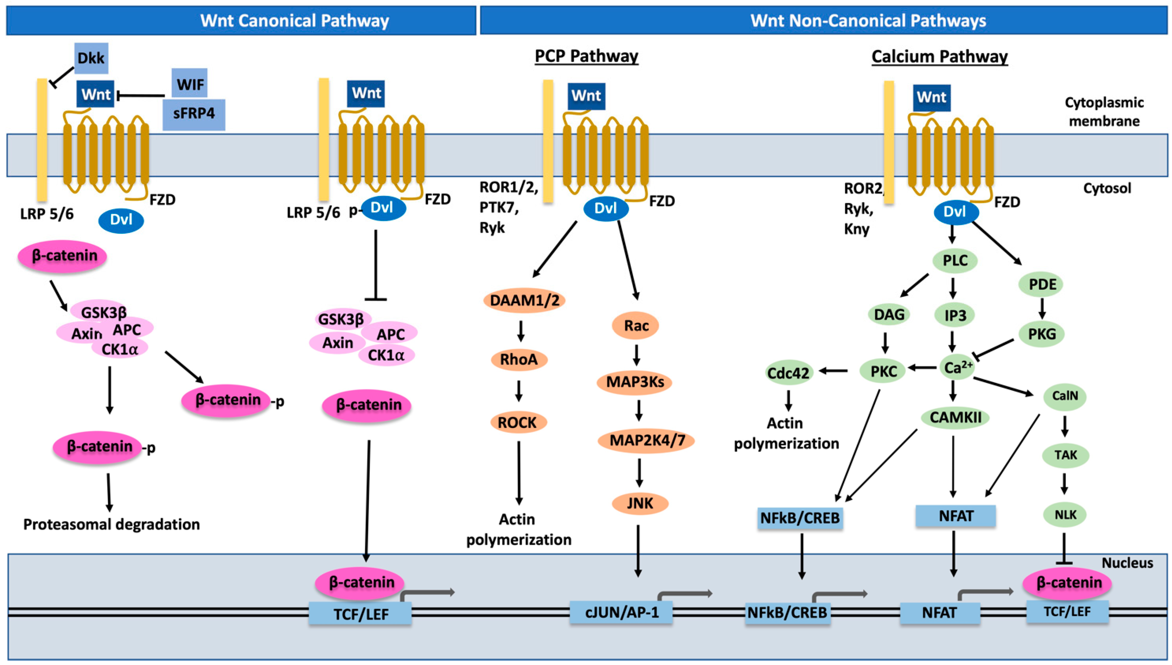 Cancers 15 01275 g002