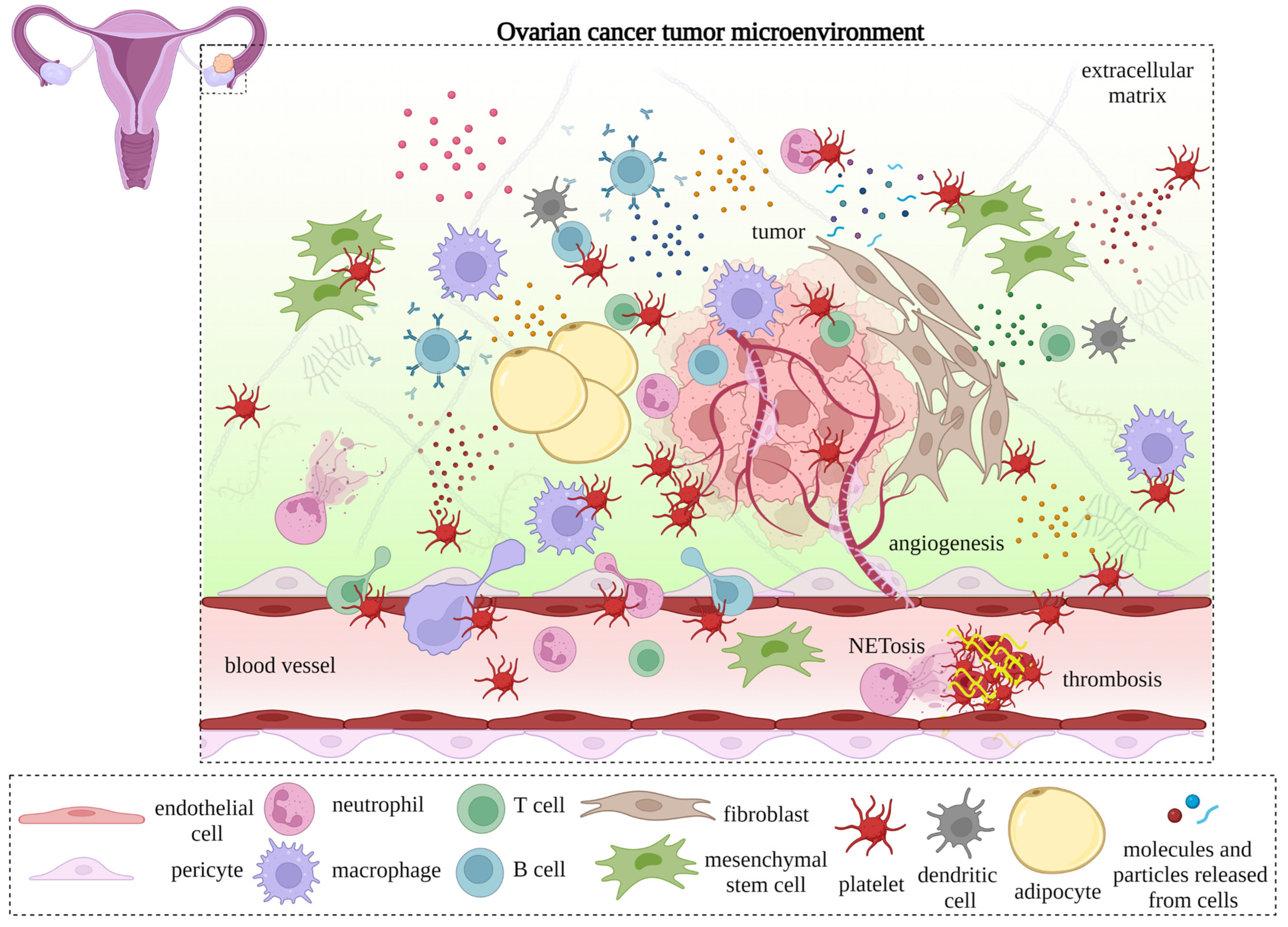 Cancers | Free Full-Text | Interactions between Platelets and