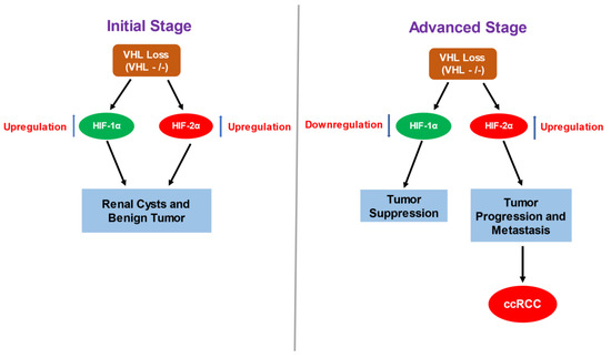 Cancers Free Full Text Downstream Targets Of Vhlhif α Signaling In Renal Clear Cell