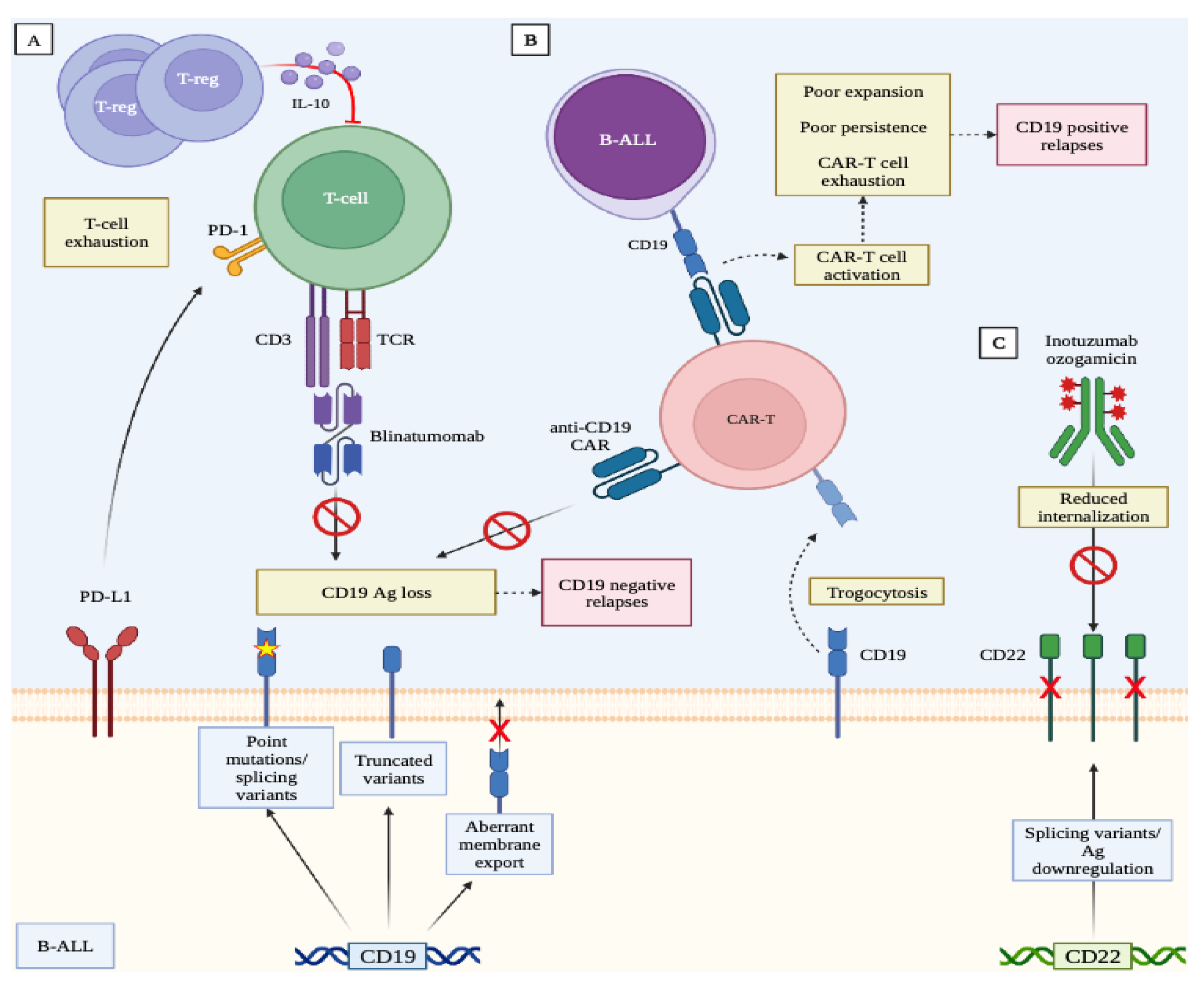 Cancers | Free Full-Text | Optimal Use Of Novel Immunotherapeutics In B ...