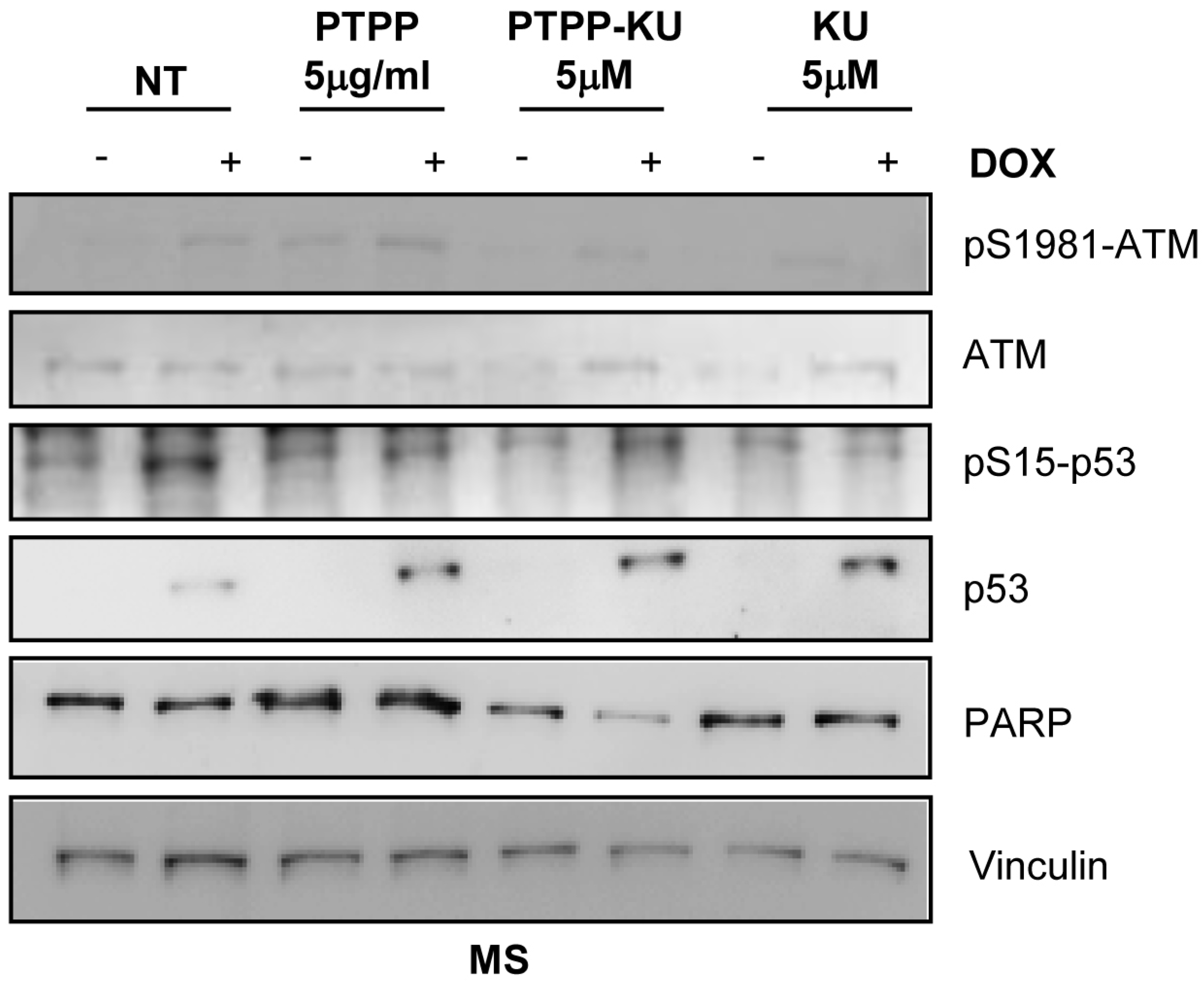 Cancers 15 01474 g004