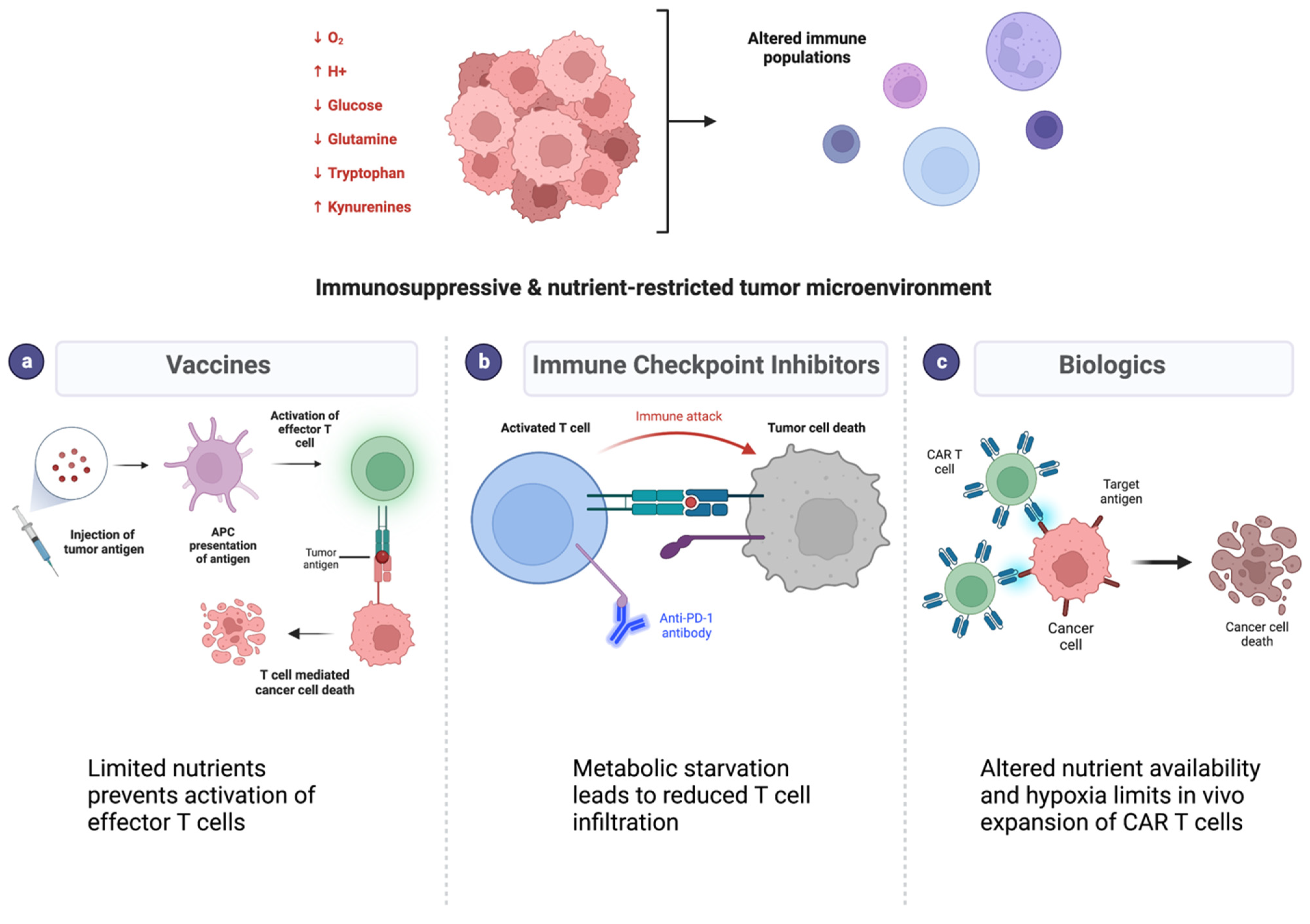 Cancers Free FullText Metabolic Barriers to Glioblastoma Immunotherapy