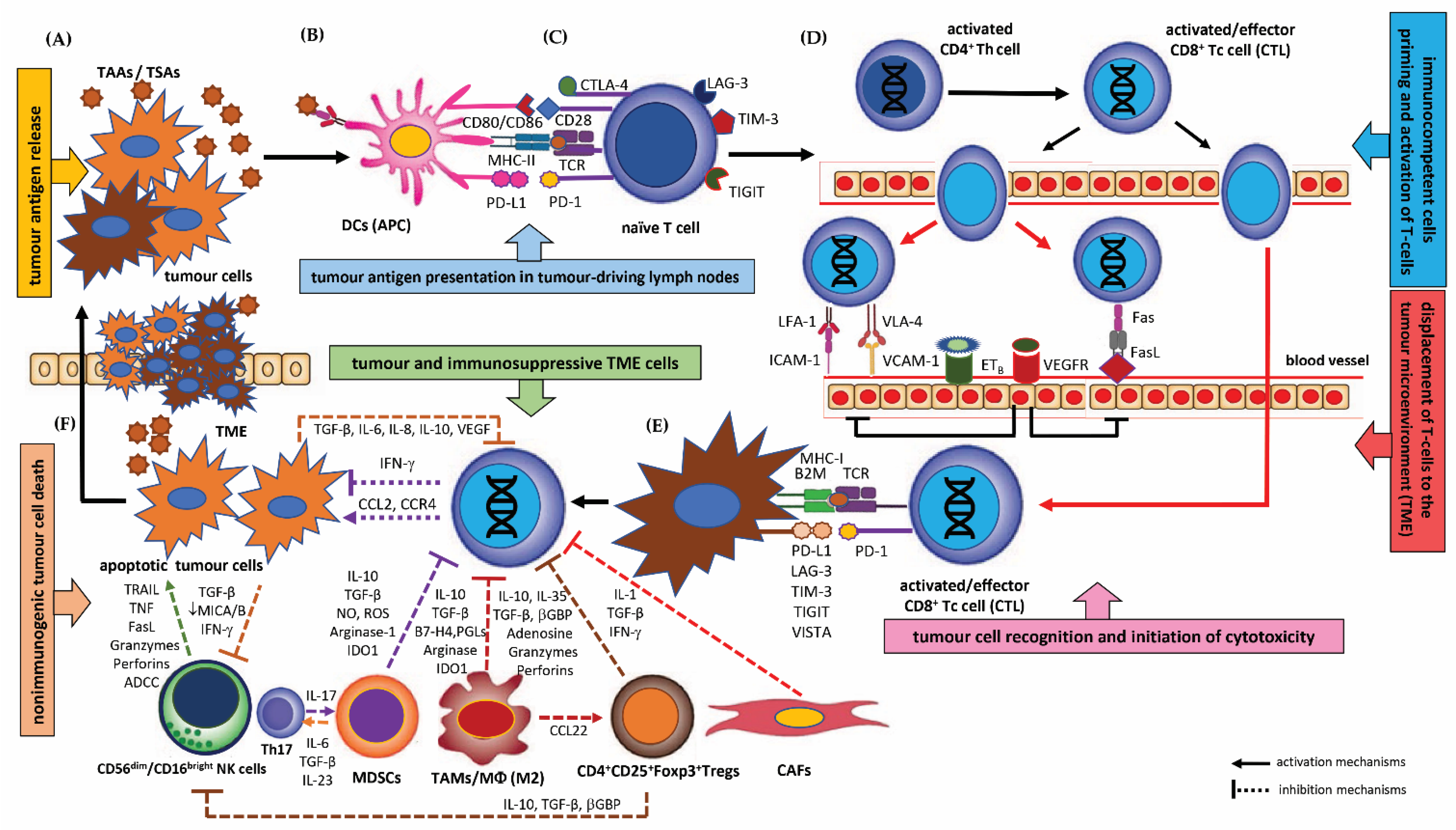 Cancers Free Full-Text The Role of Different Immunocompetent Cell Populations in the Pathogenesis of Head and Neck Cancerandmdash;Regulatory Mechanisms of Pro- and Anti-Cancer Activity and Their Impact on Immunotherapy pic
