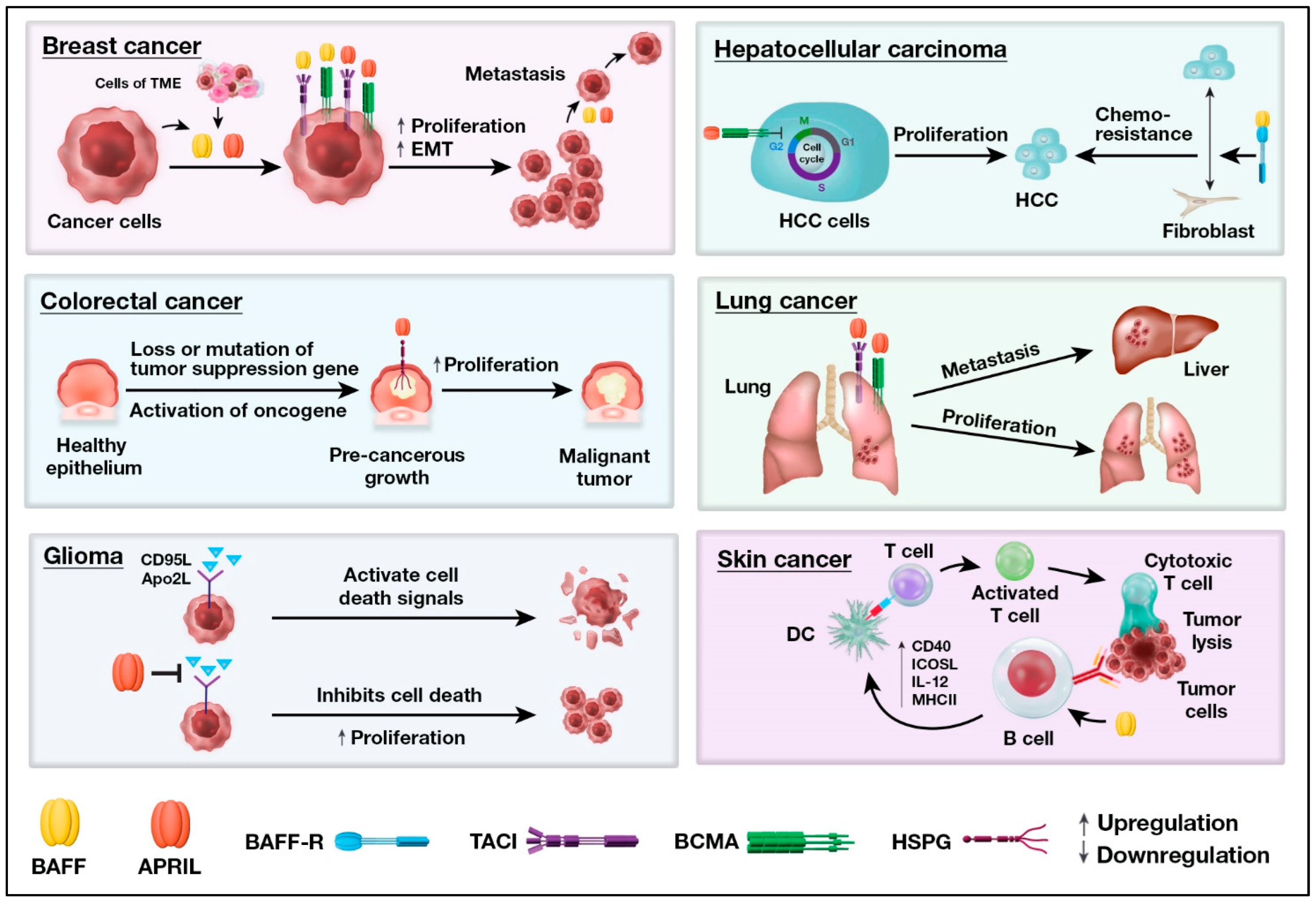 Cancers 15 01791 g003 Cancers 15 01791 g003