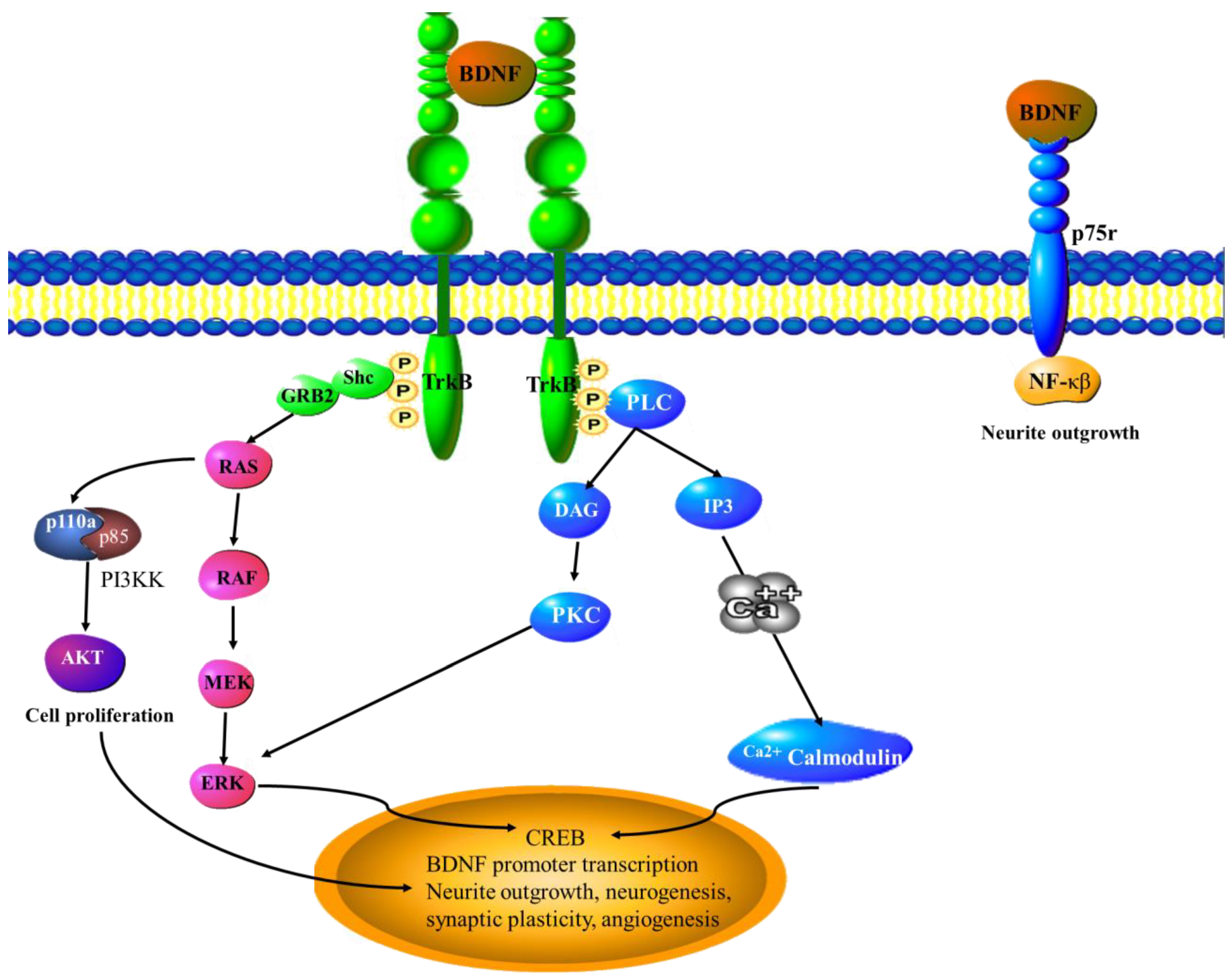 Cancers 15 01805 g005