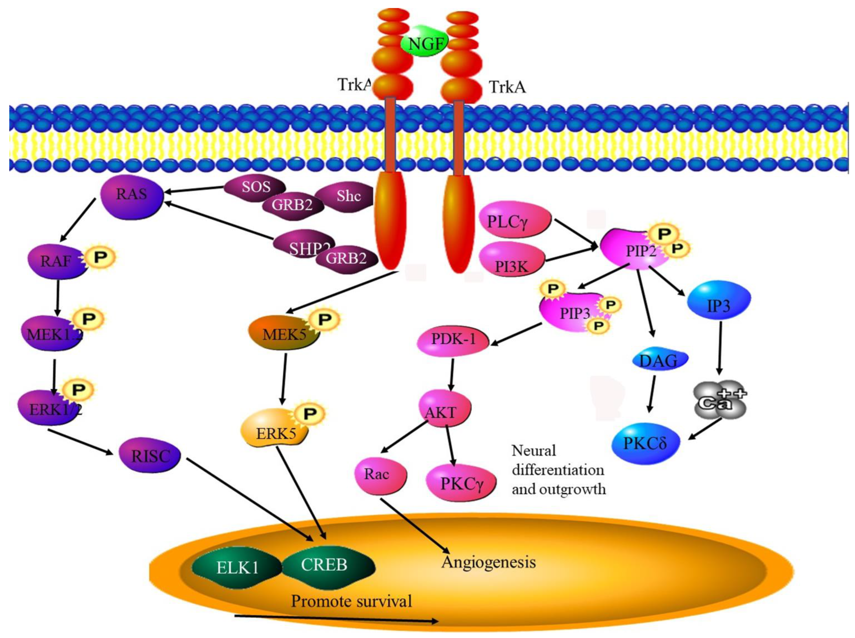 Cancers 15 01805 g006