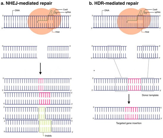 Gene editing technology for treatment-resistant cancer could be a  'scientific layup' to treat other diseases