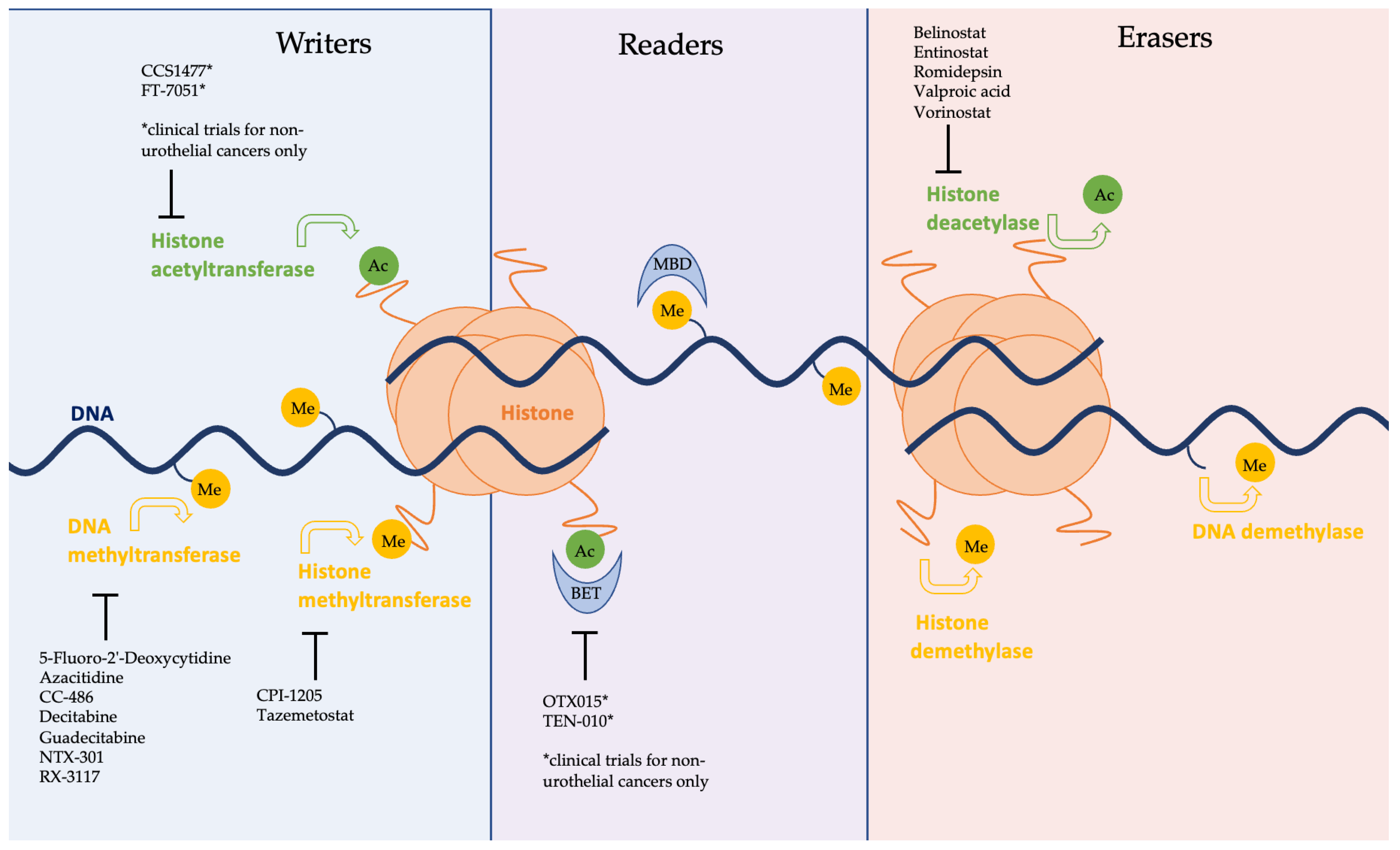 Cancers | Free Full-Text | New Approaches to Targeting Epigenetic  Regulation in Bladder Cancer