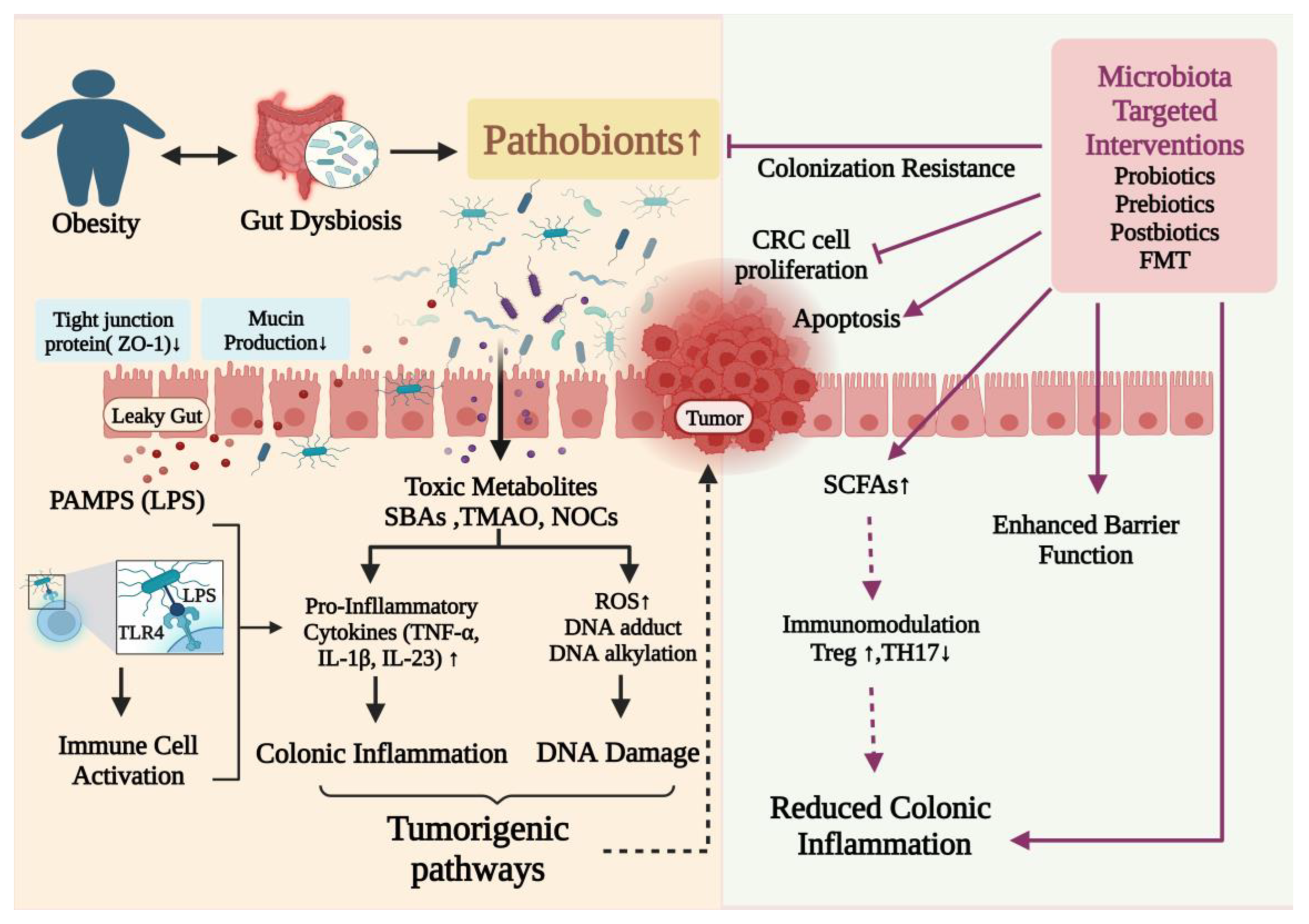 The role of the gastrointestinal barrier in obesity‐associated systemic  inflammation - Acciarino - Obesity Reviews - Wiley Online Library