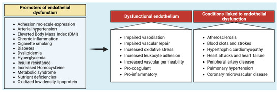 Cancers | Free Full-Text | Role of Endothelial Cell Metabolism in ...