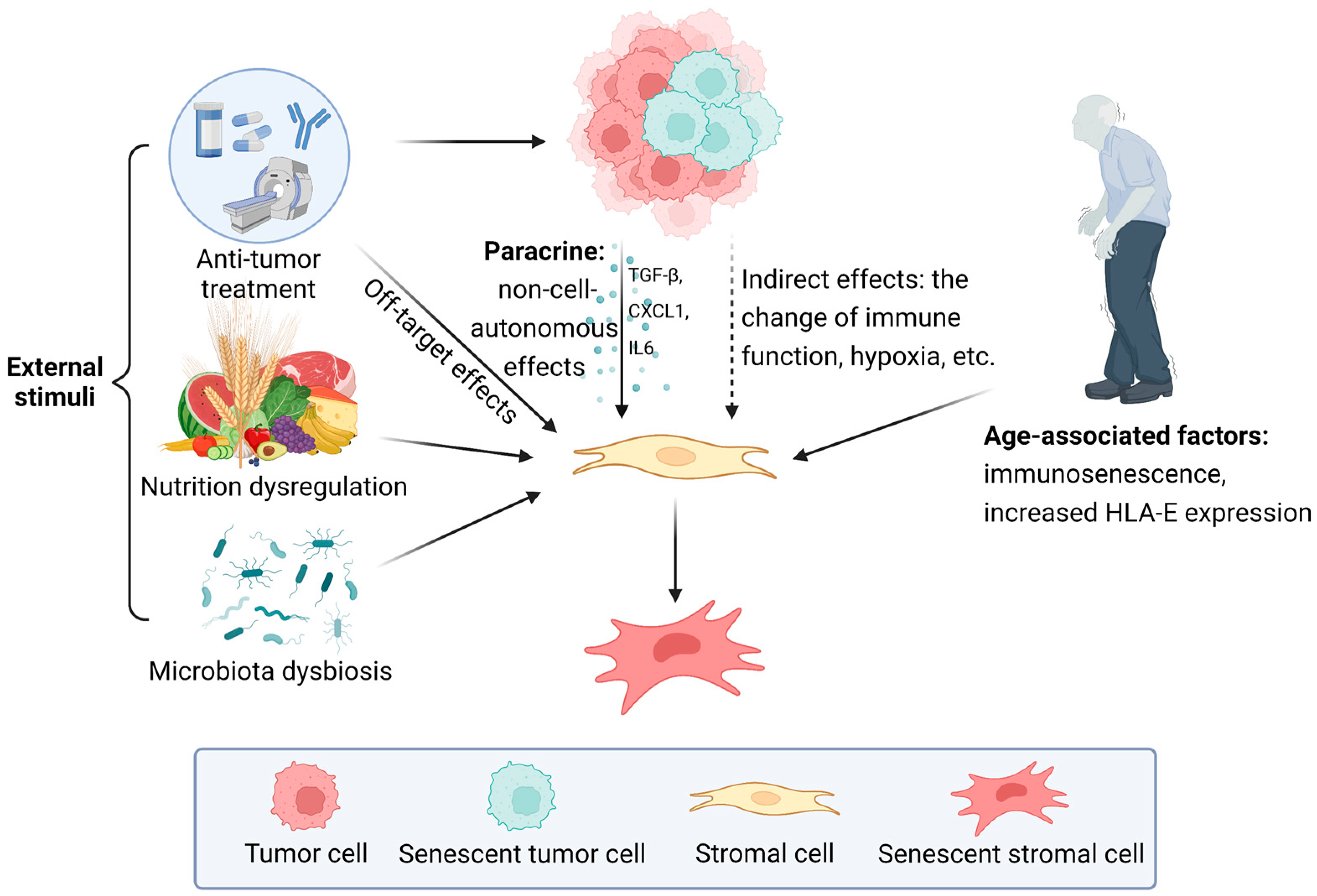 Cancers | Free Full-Text | Senescent Stromal Cells in the Tumor  Microenvironment: Victims or Accomplices?