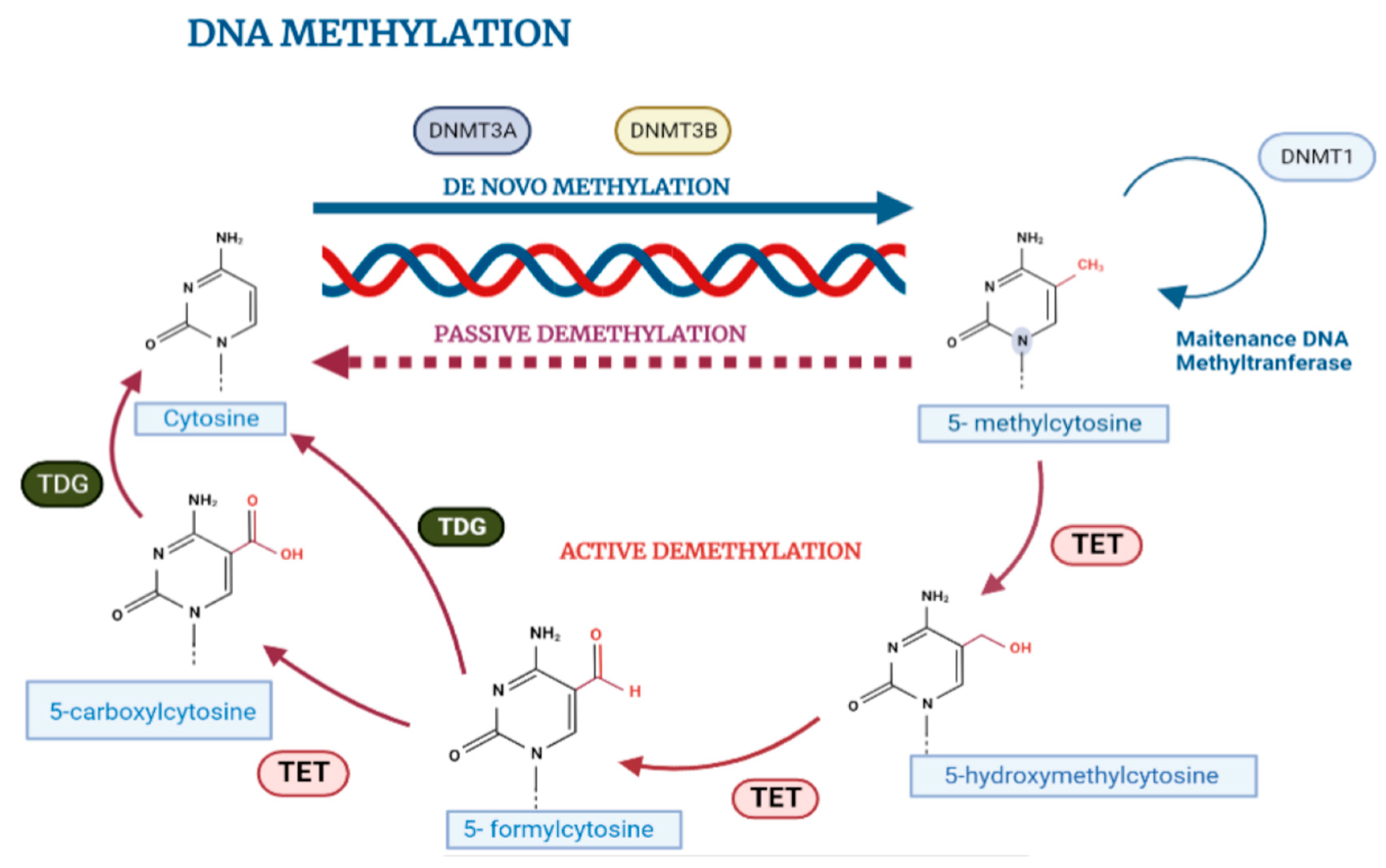 Cancers 15 01991 g003