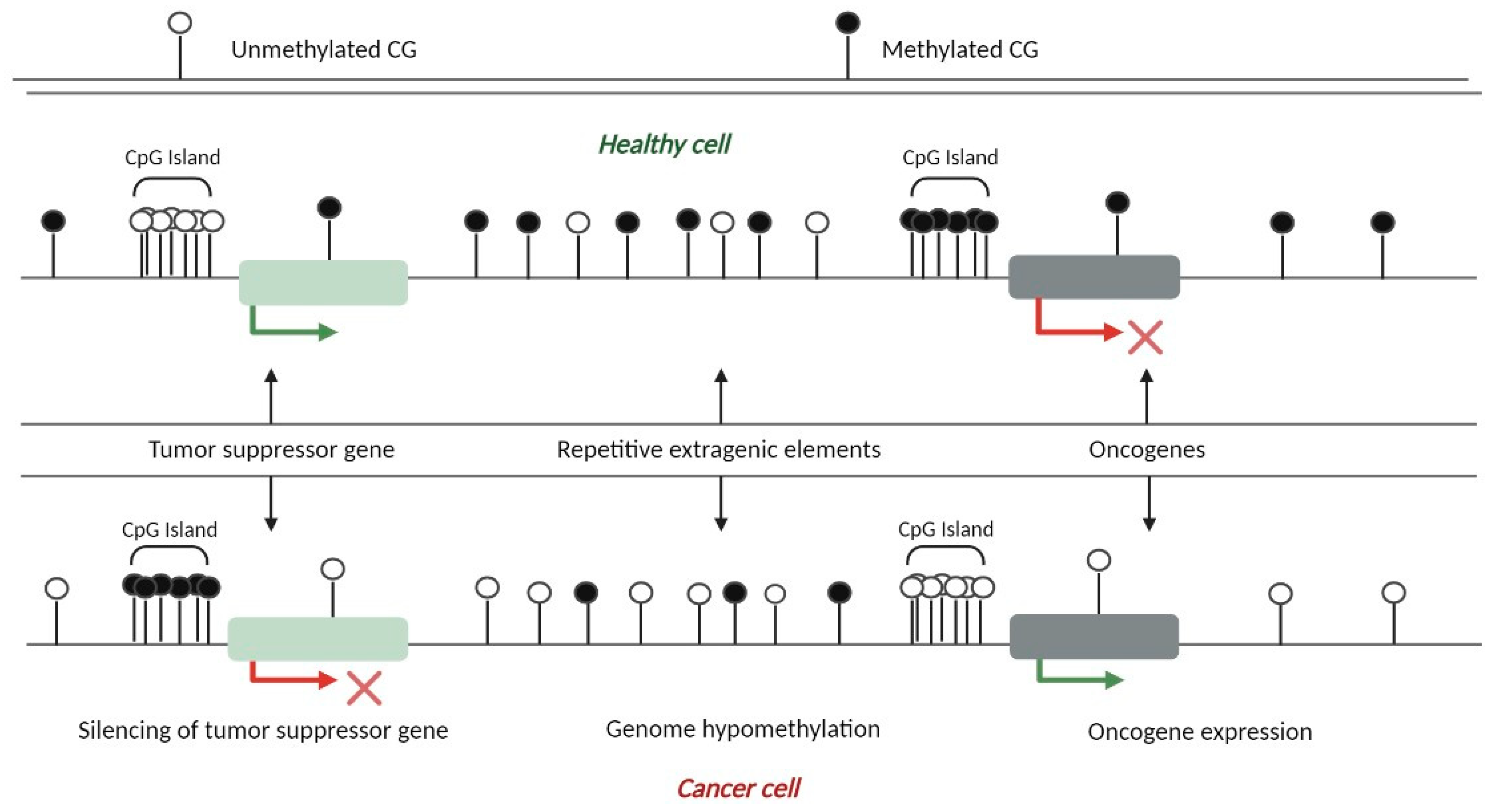 Cancers 15 01991 g004