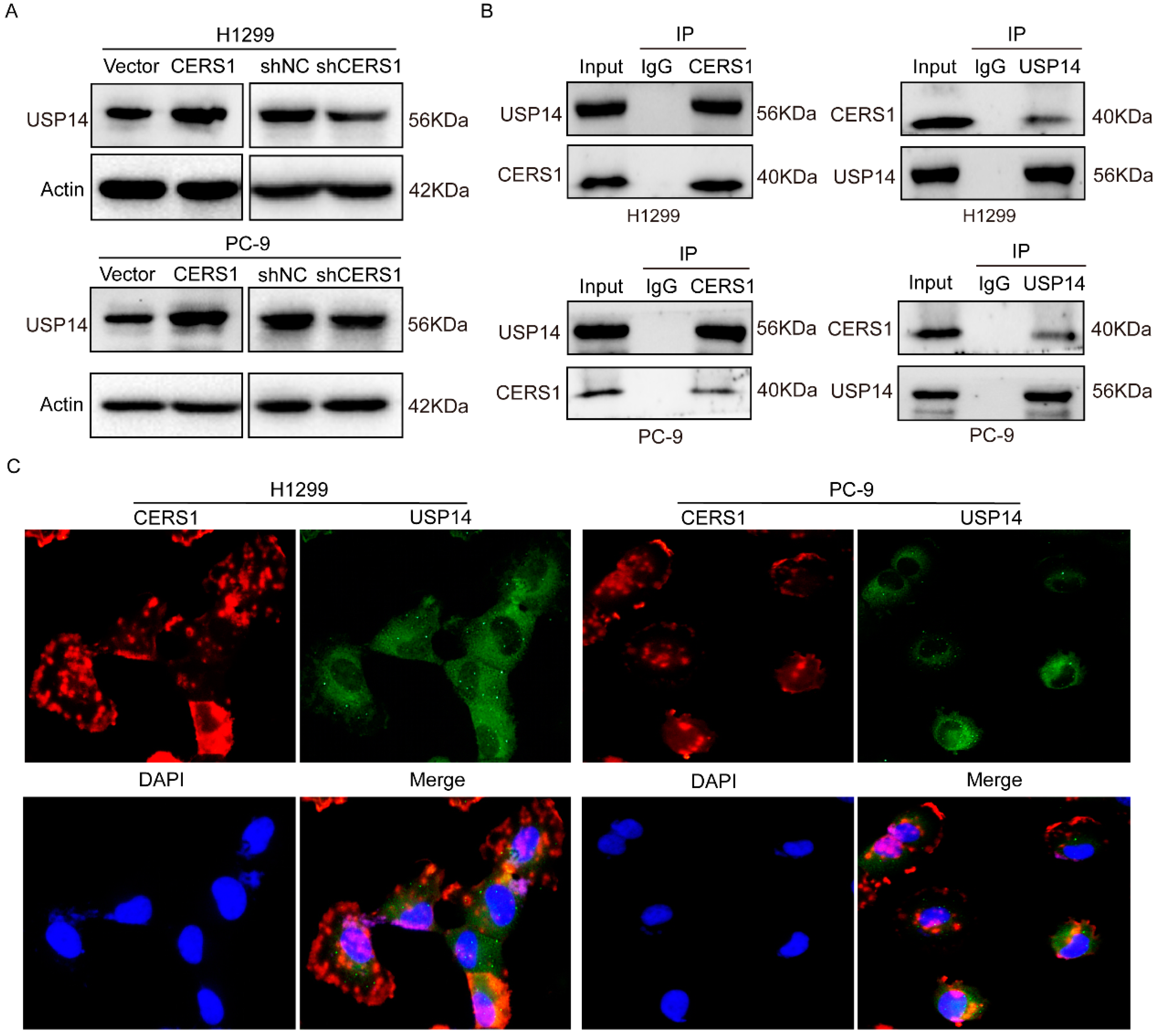 Cancers 15 01994 g003 Cancers 15 01994 g003