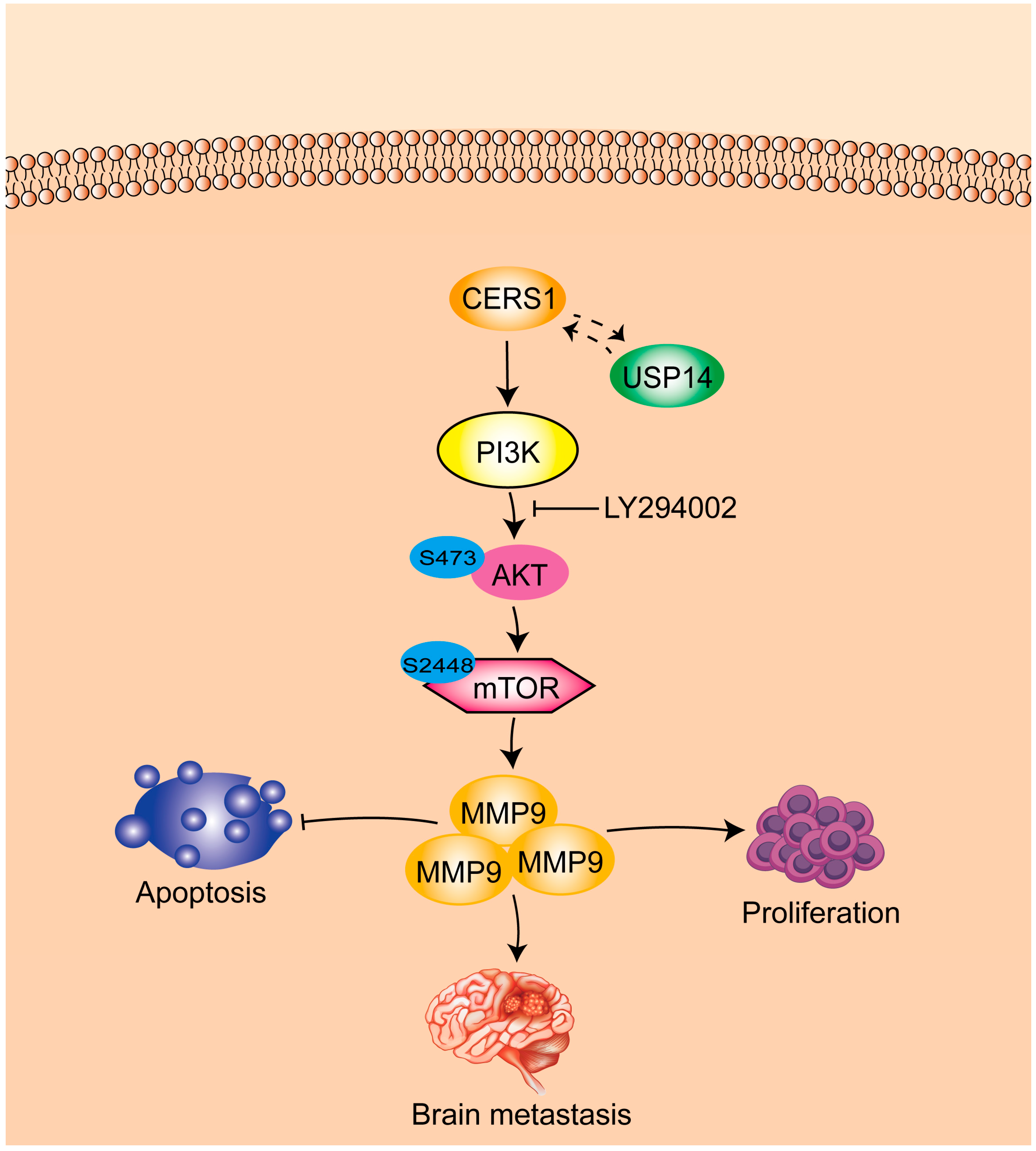 Cancers 15 01994 g006 Cancers 15 01994 g006