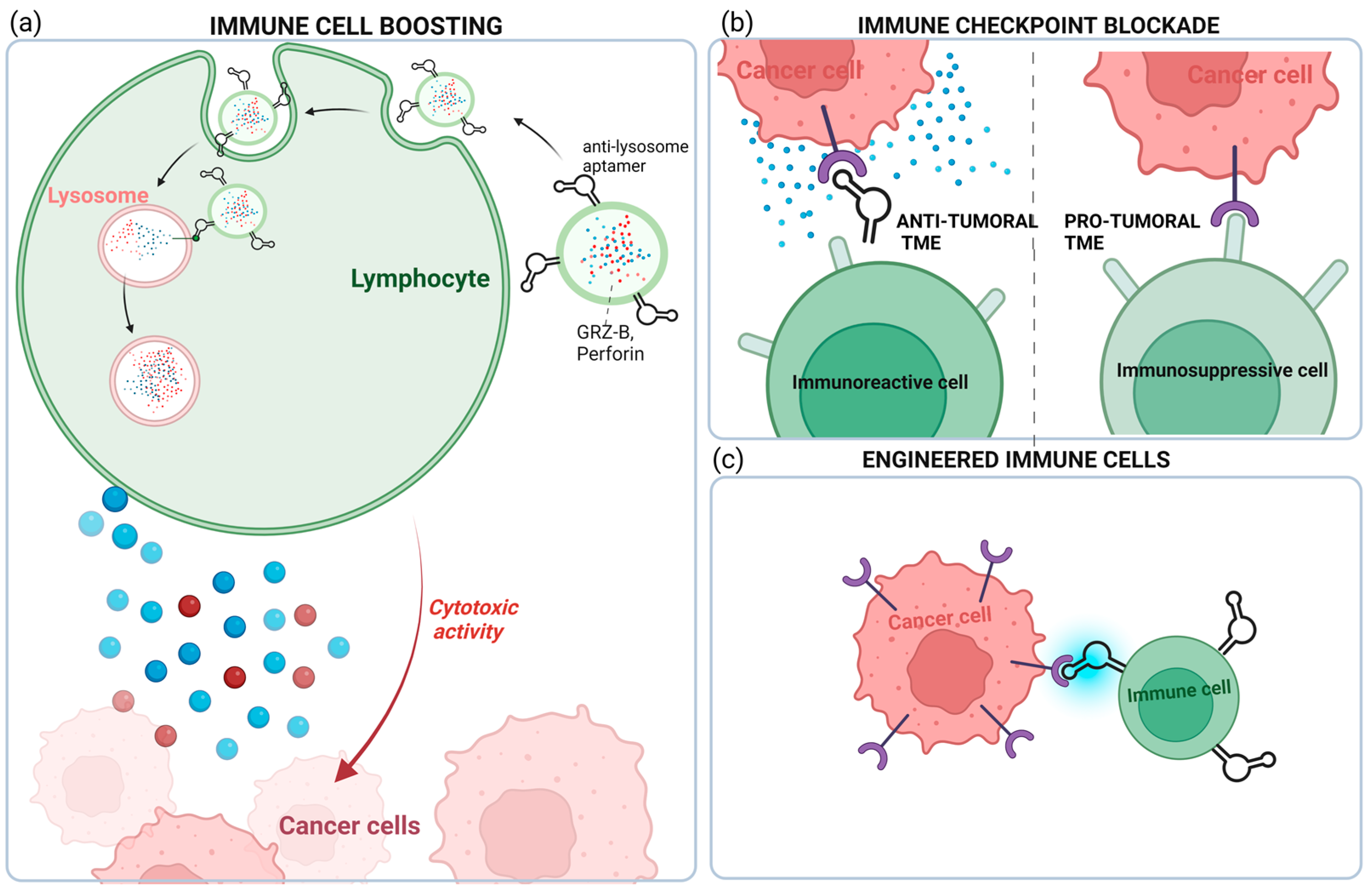 Cancers | Free Full-Text | Aptamer-Based Strategies to Boost ...