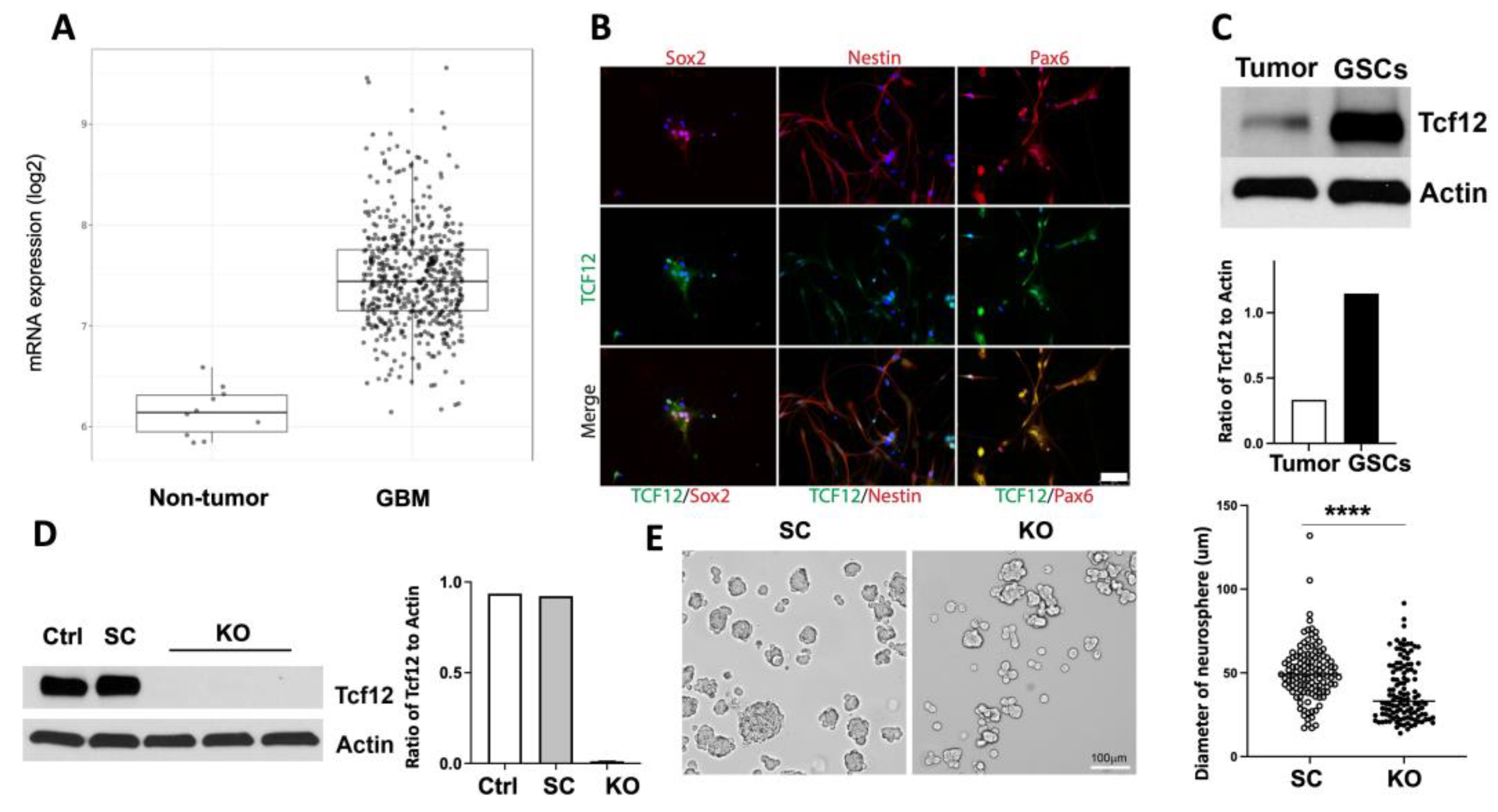 Cancers 15 02033 g001 Cancers 15 02033 g001