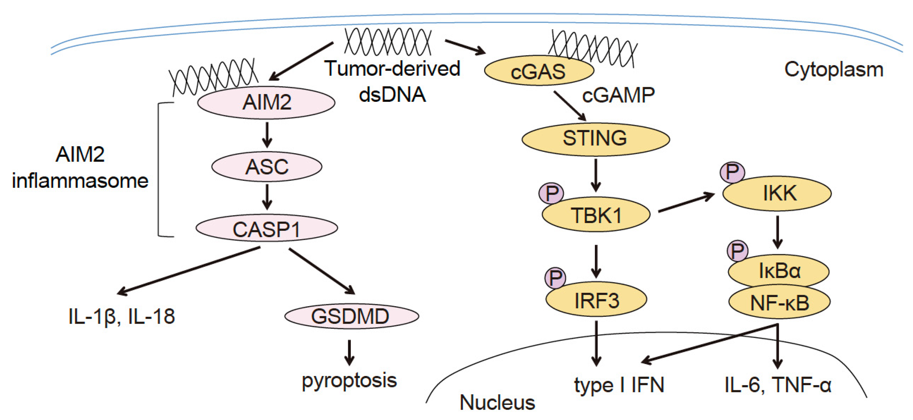 Cancers 15 02114 g001 Cancers 15 02114 g001